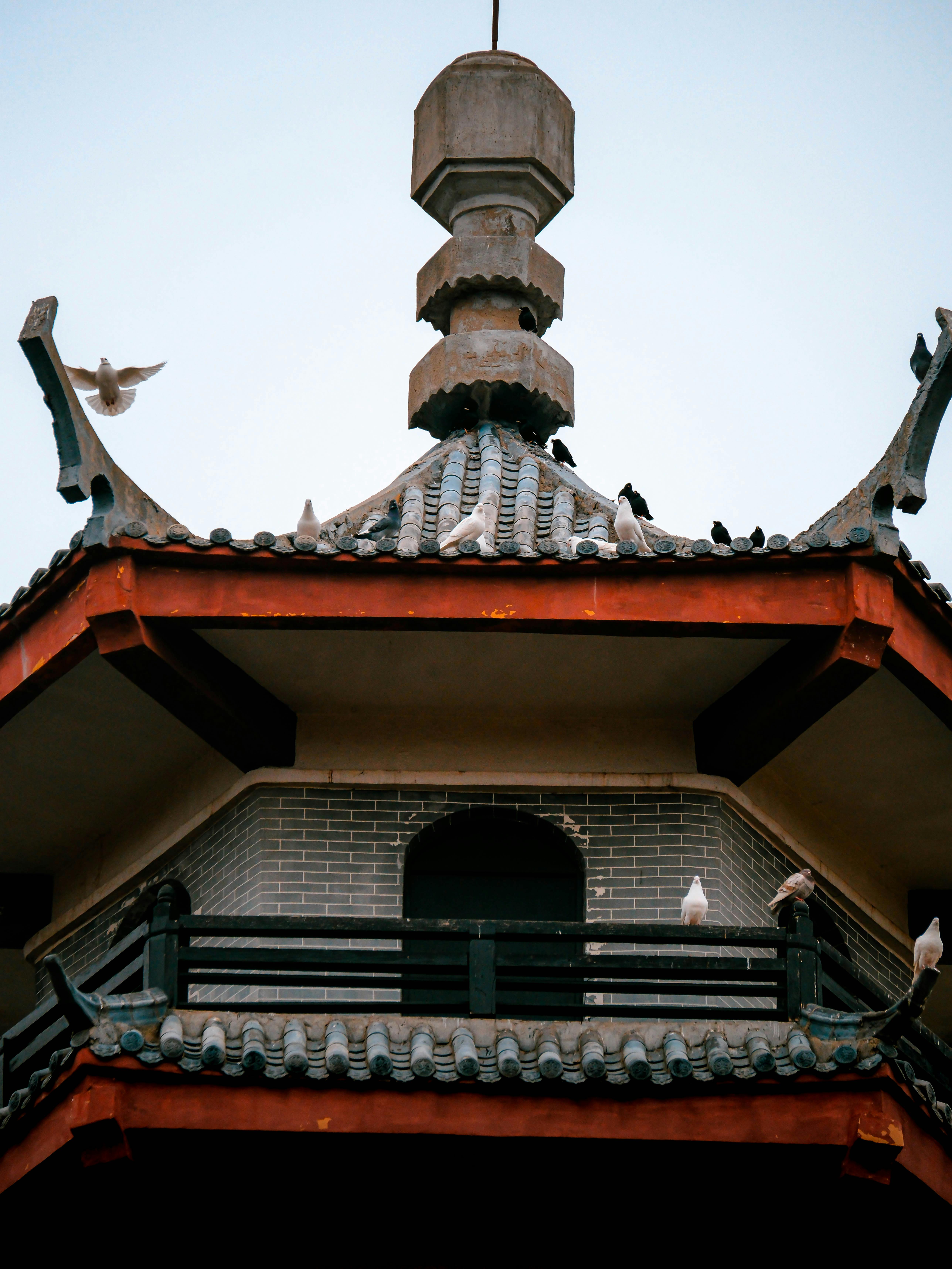 Miễn phí Cận cảnh mái nhà chùa với nhiều chim bồ câu đậu và bay lượn, thể hiện kiến ​​trúc truyền thống. Ảnh lưu trữ