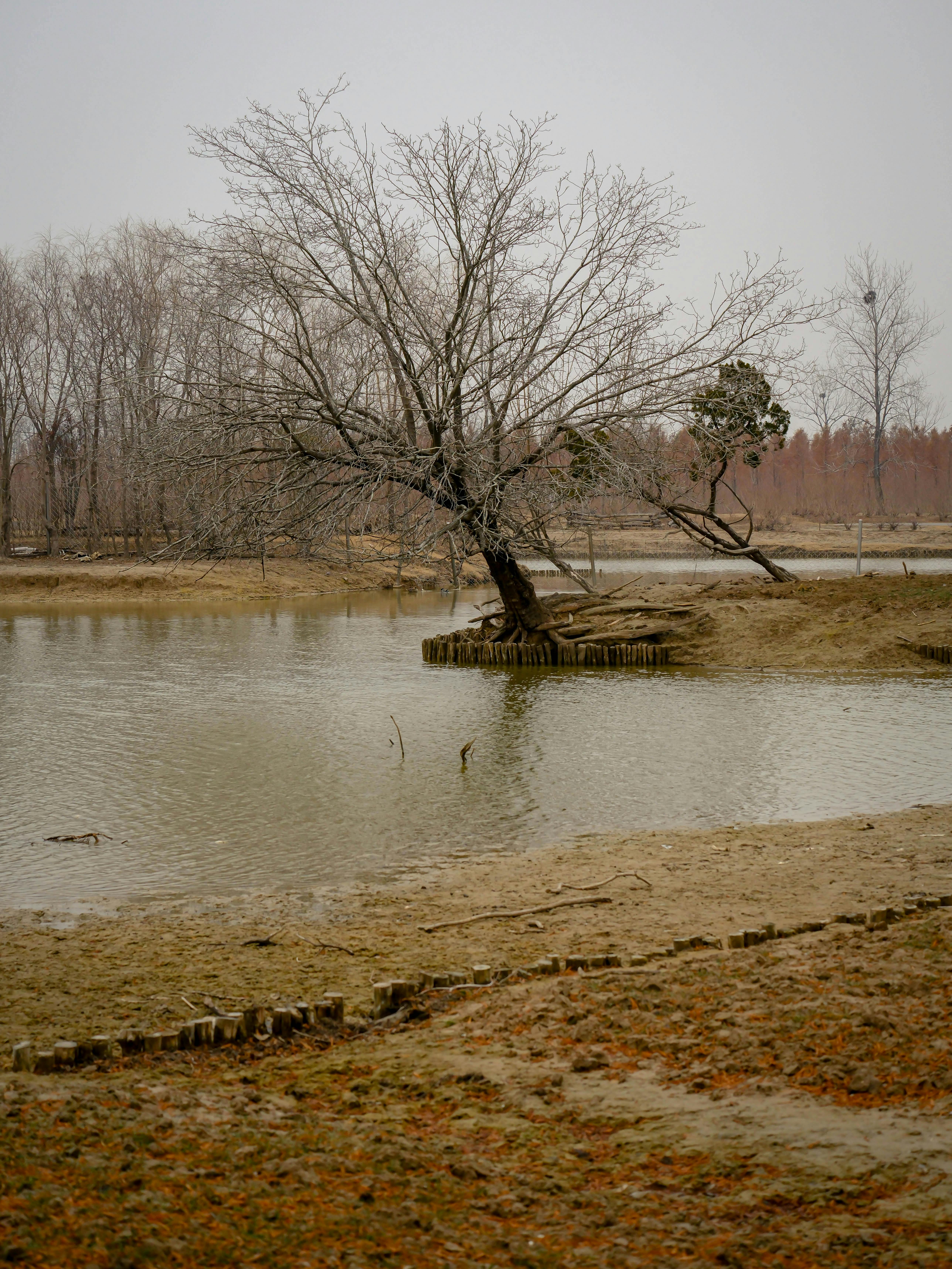 ฟรี ภาพทิวทัศน์ฤดูหนาวอันเงียบสงบ ต้นไม้ไร้ใบสะท้อนเงาบนผืนน้ำนิ่งสงบ ภายใต้ท้องฟ้าสีหม่น คลังภาพถ่าย