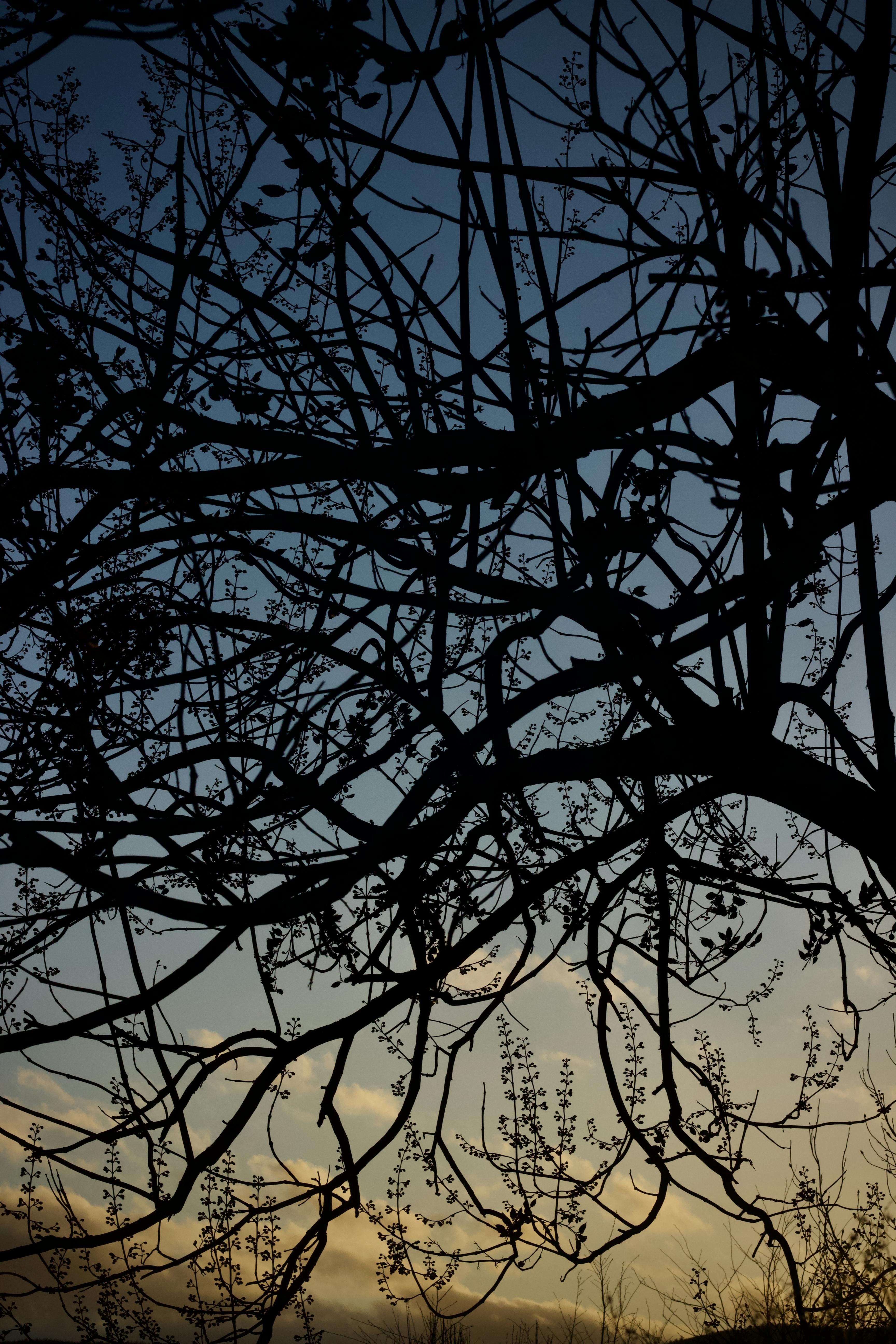 ฟรี ภาพเงาของกิ่งไม้ที่ซับซ้อนโอบล้อมท้องฟ้ายามพลบค่ำอันสงบเงียบ คลังภาพถ่าย