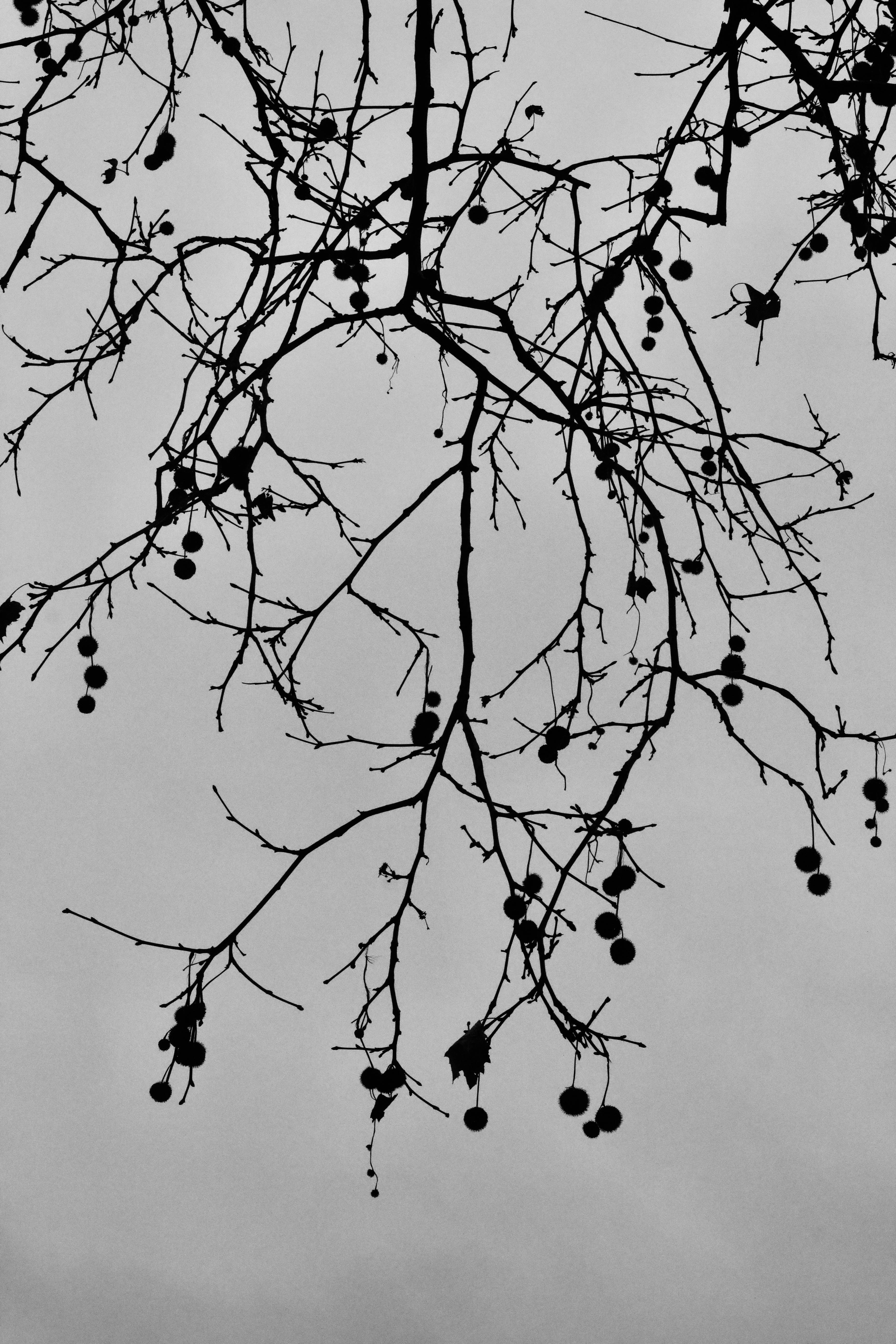 Безкоштовне Художній силует голих гілок дерев з фруктами на сірому тлі неба. стокове фото