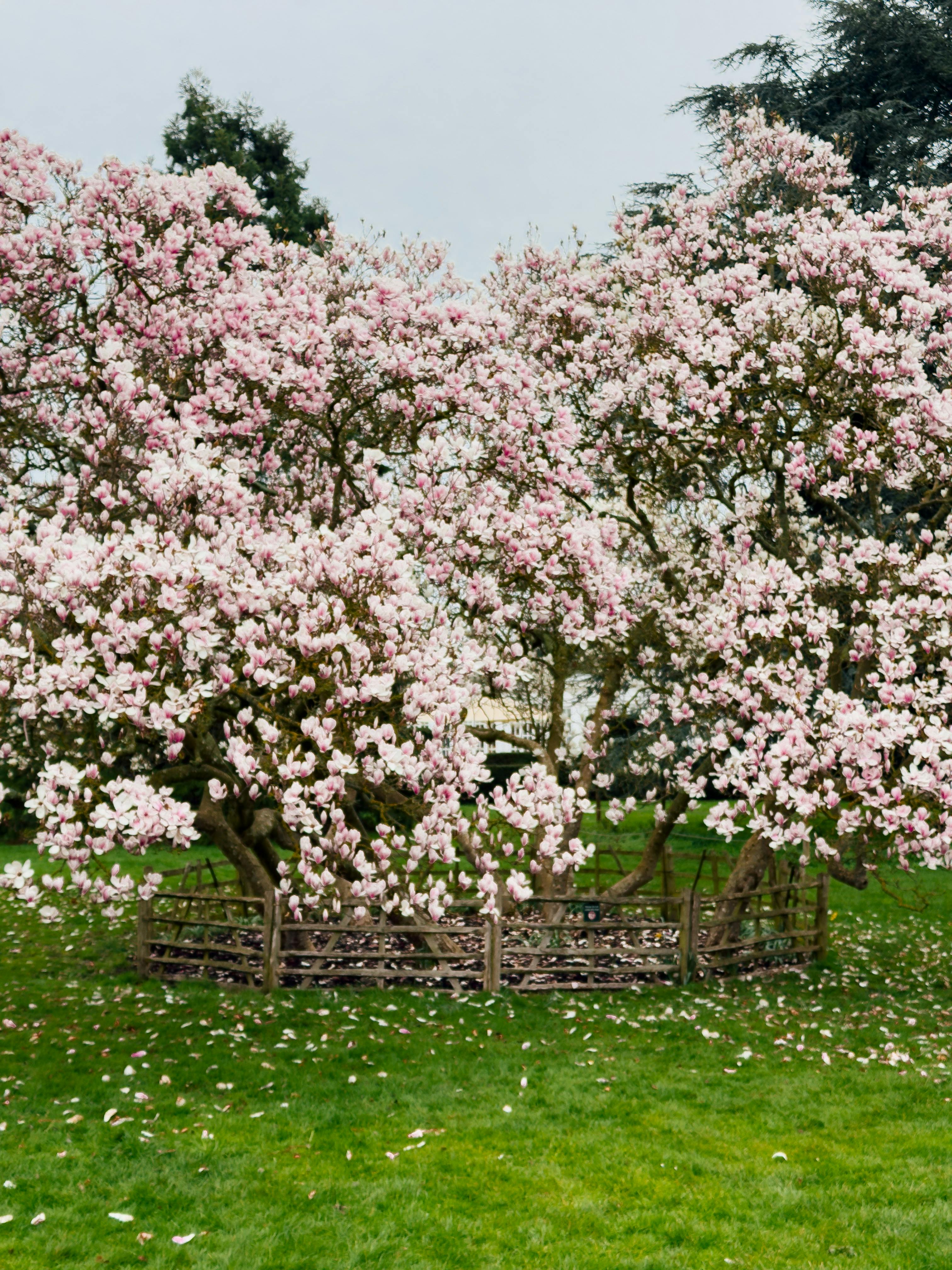Zadarmo Žiarivá ružová magnólia v plnom kvete na sviežom zelenom pozadí v Molesey v Anglicku. Fotka z fotobanky