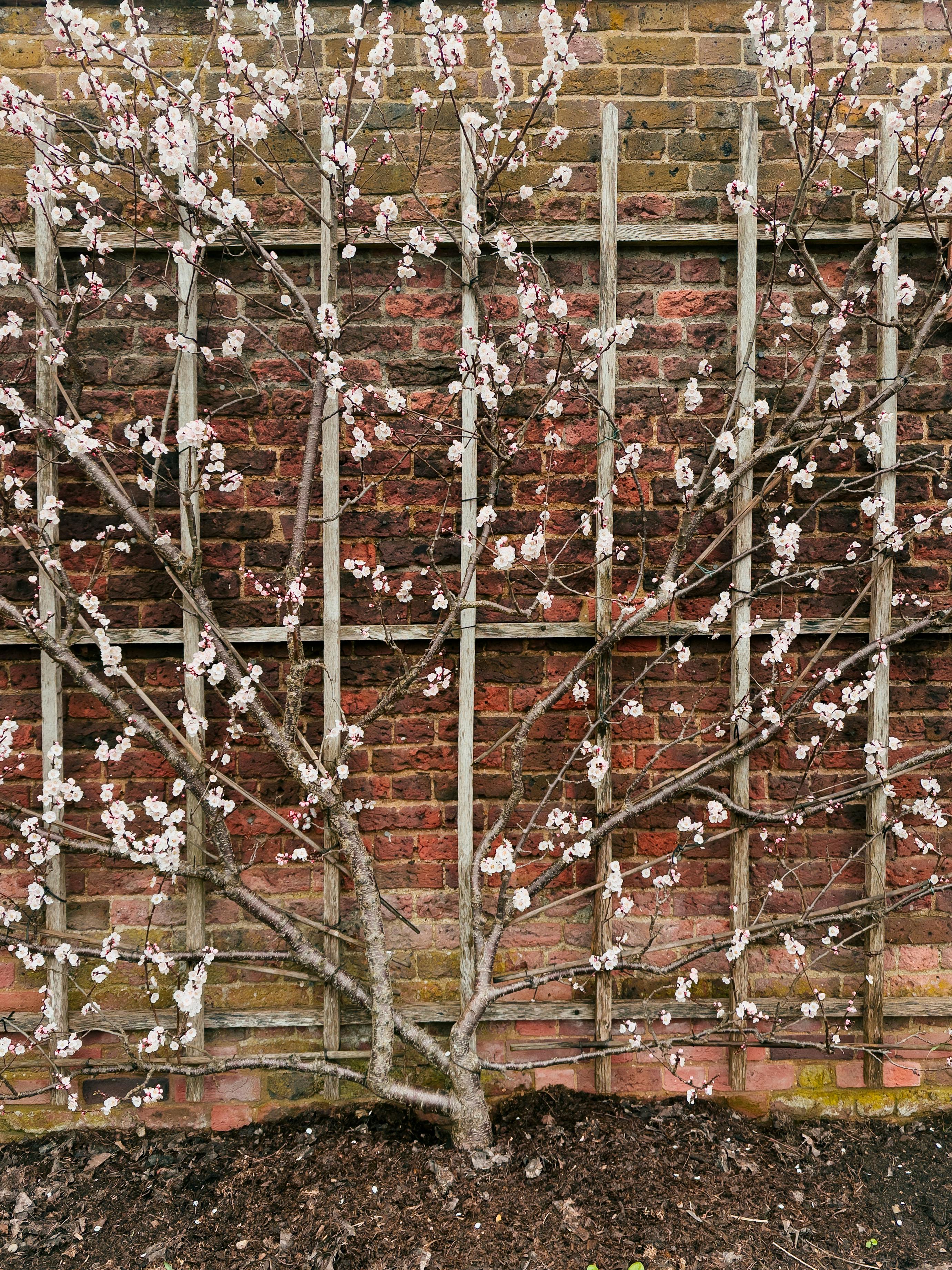 Zadarmo Fotobanka s bezplatnými fotkami na tému @outdoor, Anglicko, botanický Fotka z fotobanky