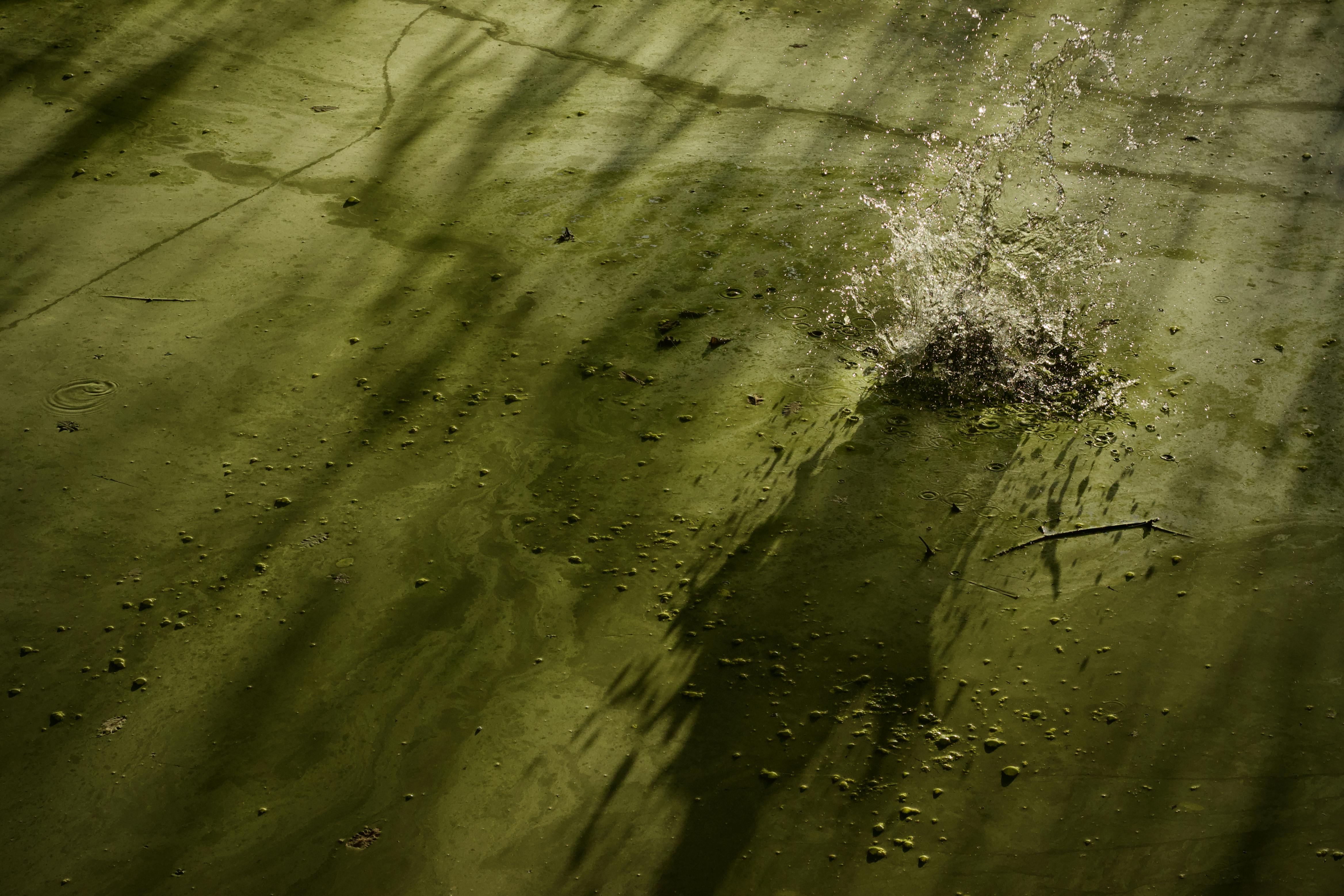 Zadarmo Špliechanie v zelenej vodnej ploche vrhá dlhé tiene a vytvára pokojnú atmosféru. Fotka z fotobanky