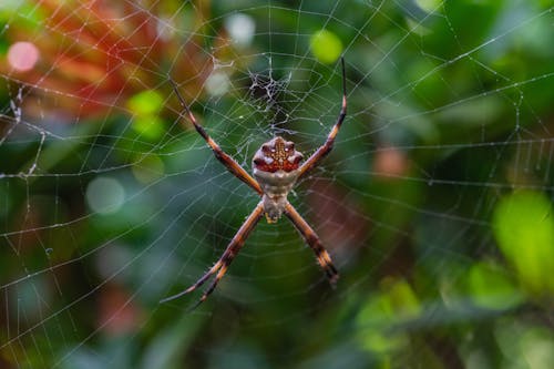 Gratis lagerfoto af edderkop