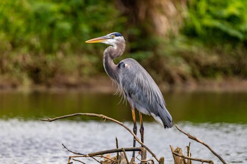 Kostnadsfri bild av djur, djurfotografi, everglades