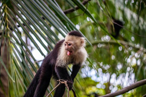 Gratis lagerfoto af capuccino abe, vildt dyr