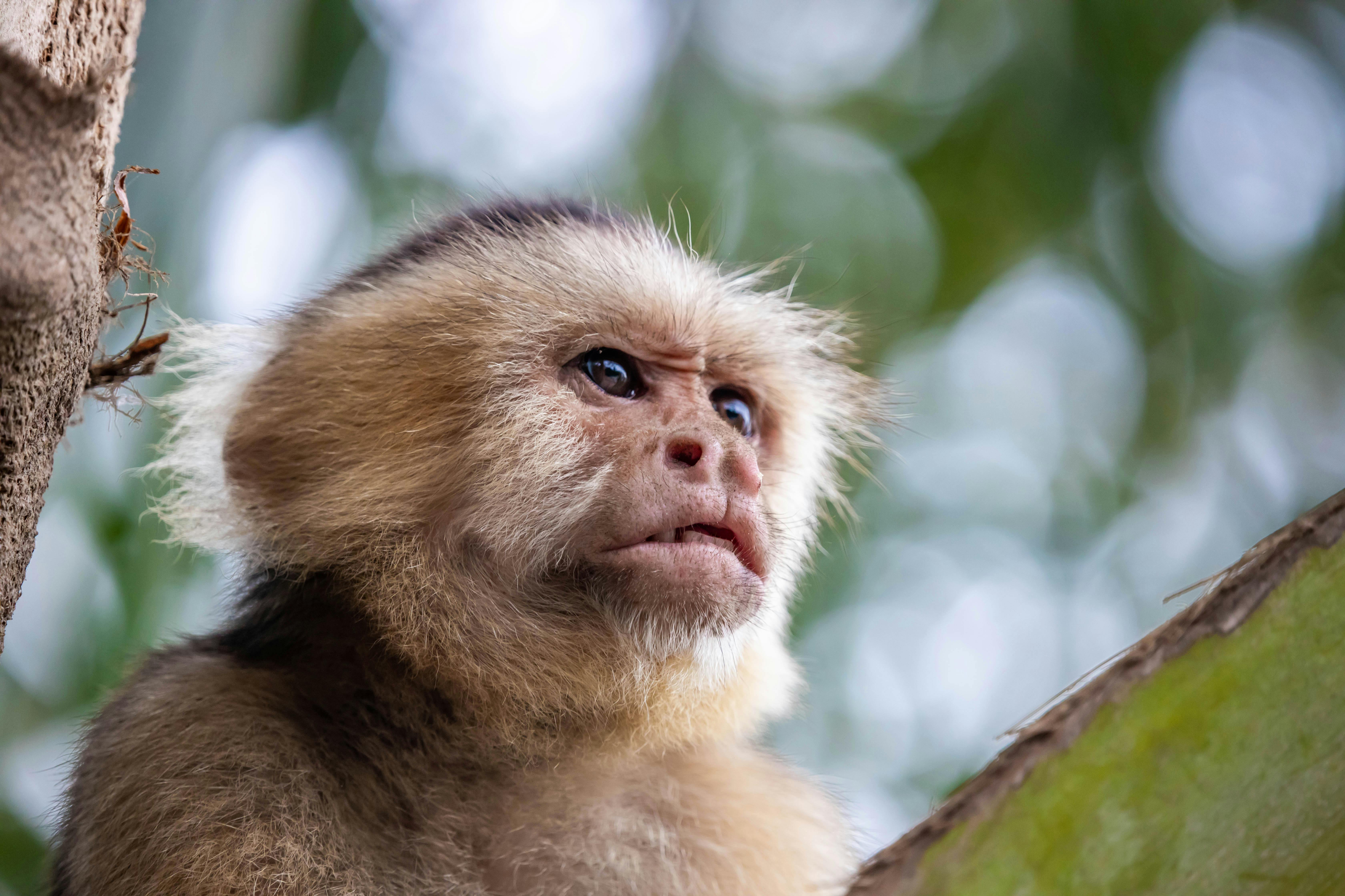 Brown Monkey On Tree Branch · Free Stock Photo