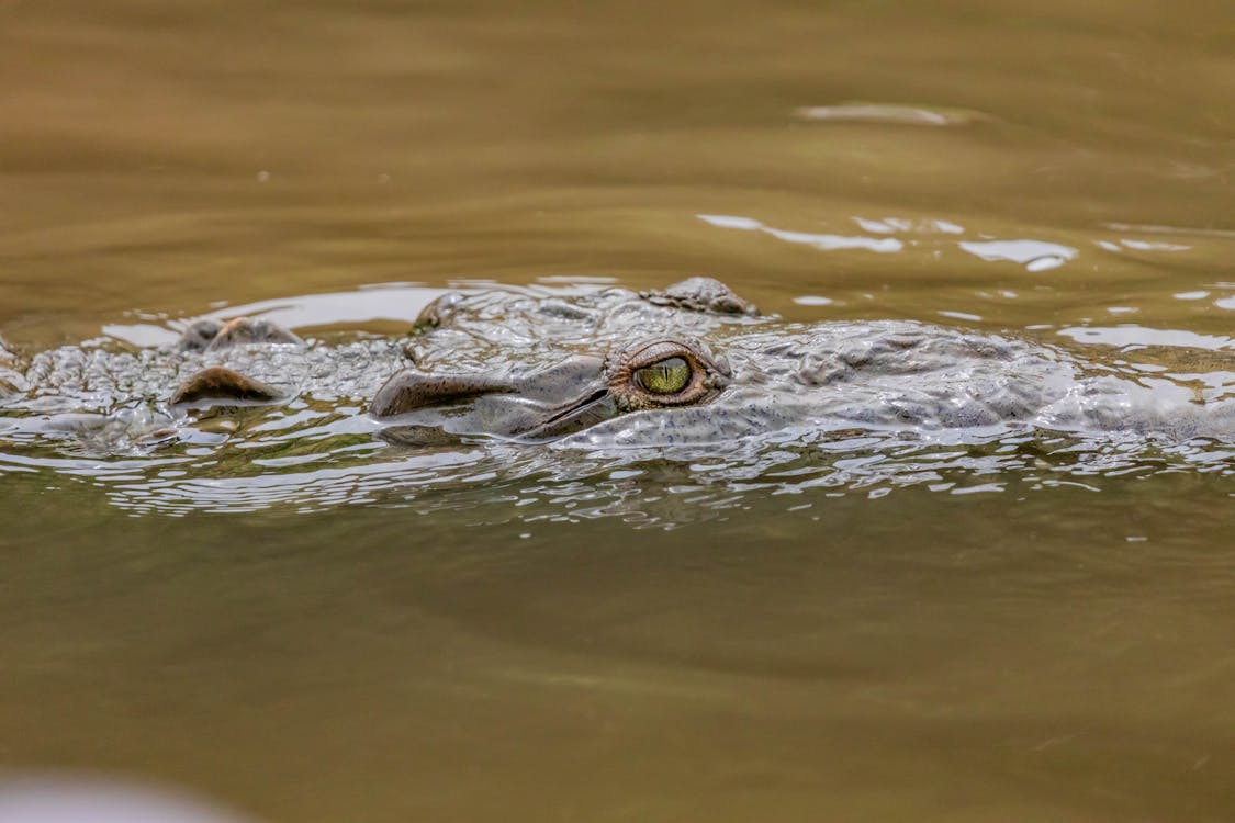Green Eye Crocodile on Lake