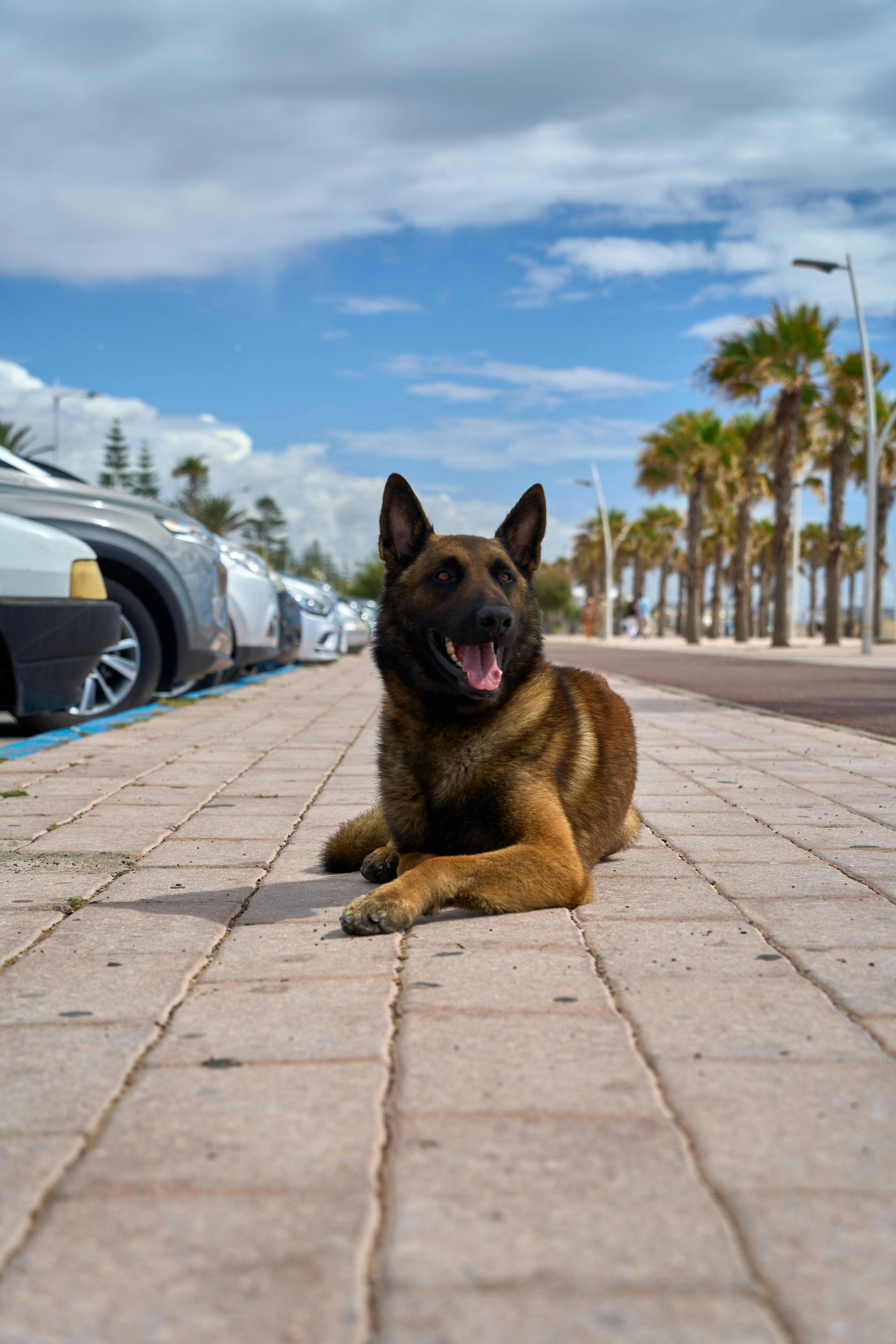 Zadarmo Belgický ovčiak plemena Malinois odpočíva za slnečného dňa na ulici lemovanej palmami v Essaouire v Maroku. Fotka z fotobanky