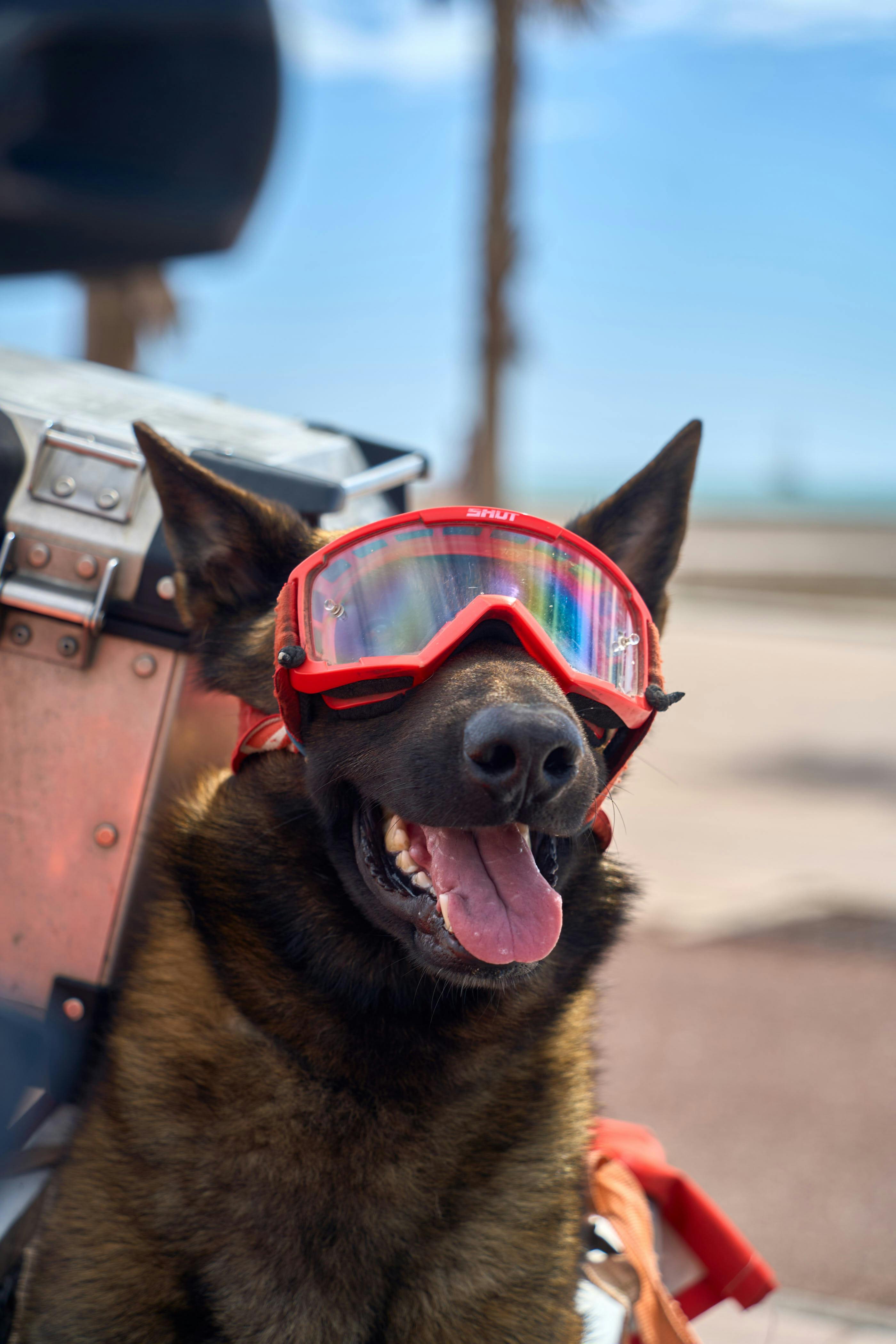 Zadarmo Fotobanka s bezplatnými fotkami na tému Afrika, aktívny pes, belgický malinois Fotka z fotobanky
