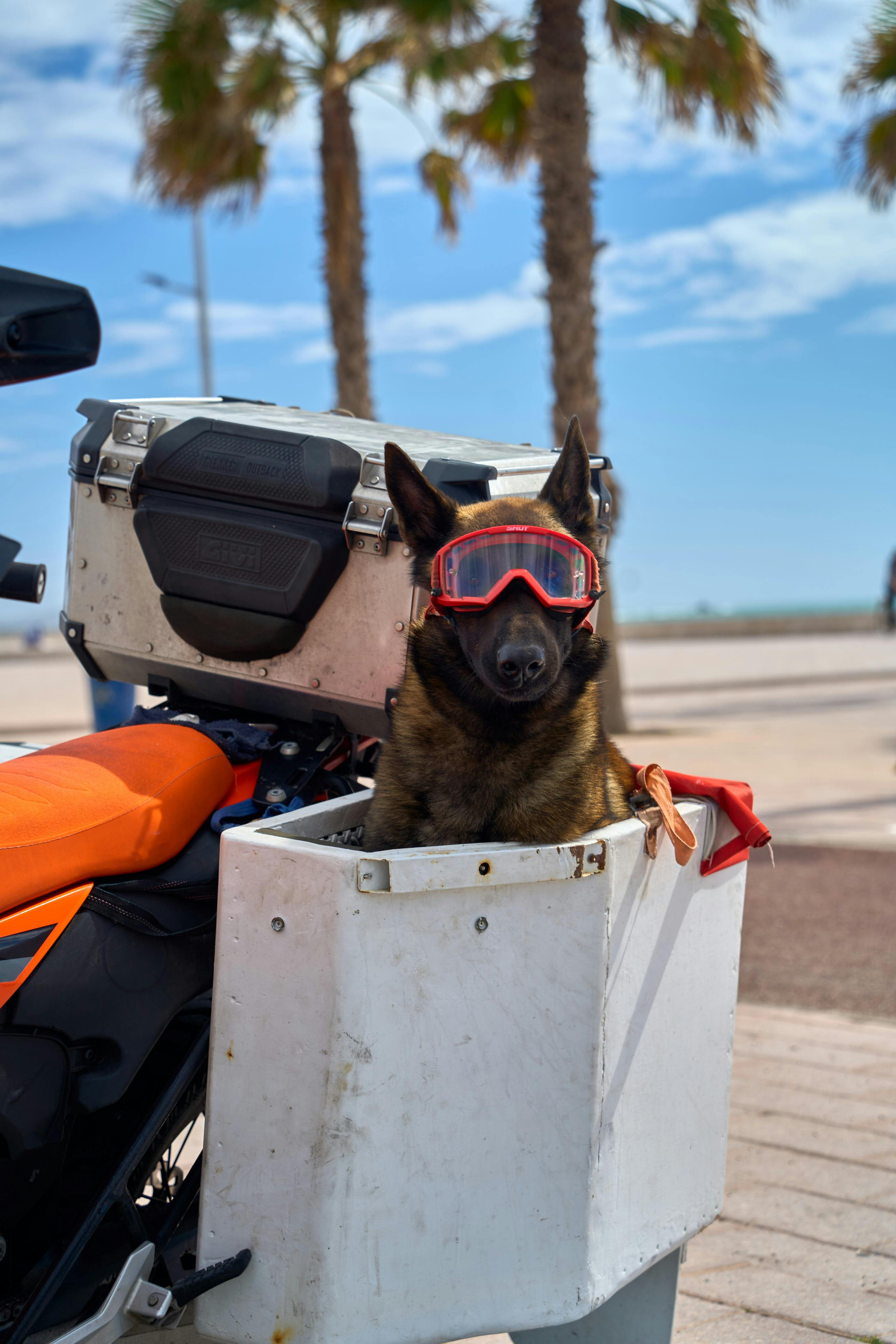 Zadarmo Štýlový belgický ovčiak Malinois s okuliarmi sedí na motorke v Essaouire v Maroku. Fotka z fotobanky