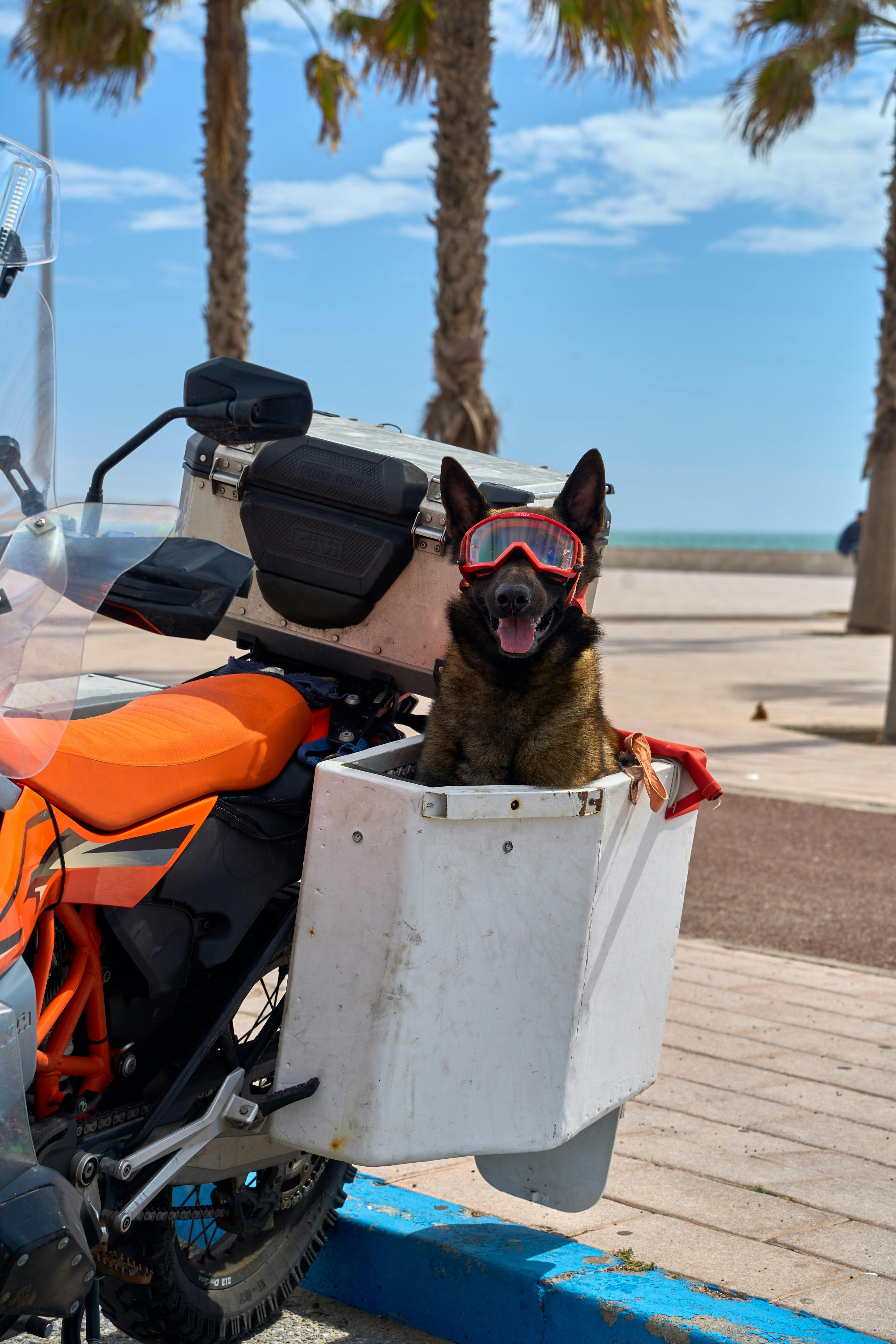 Zadarmo Fotobanka s bezplatnými fotkami na tému Afrika, cesta, cestovanie so zvieratami Fotka z fotobanky