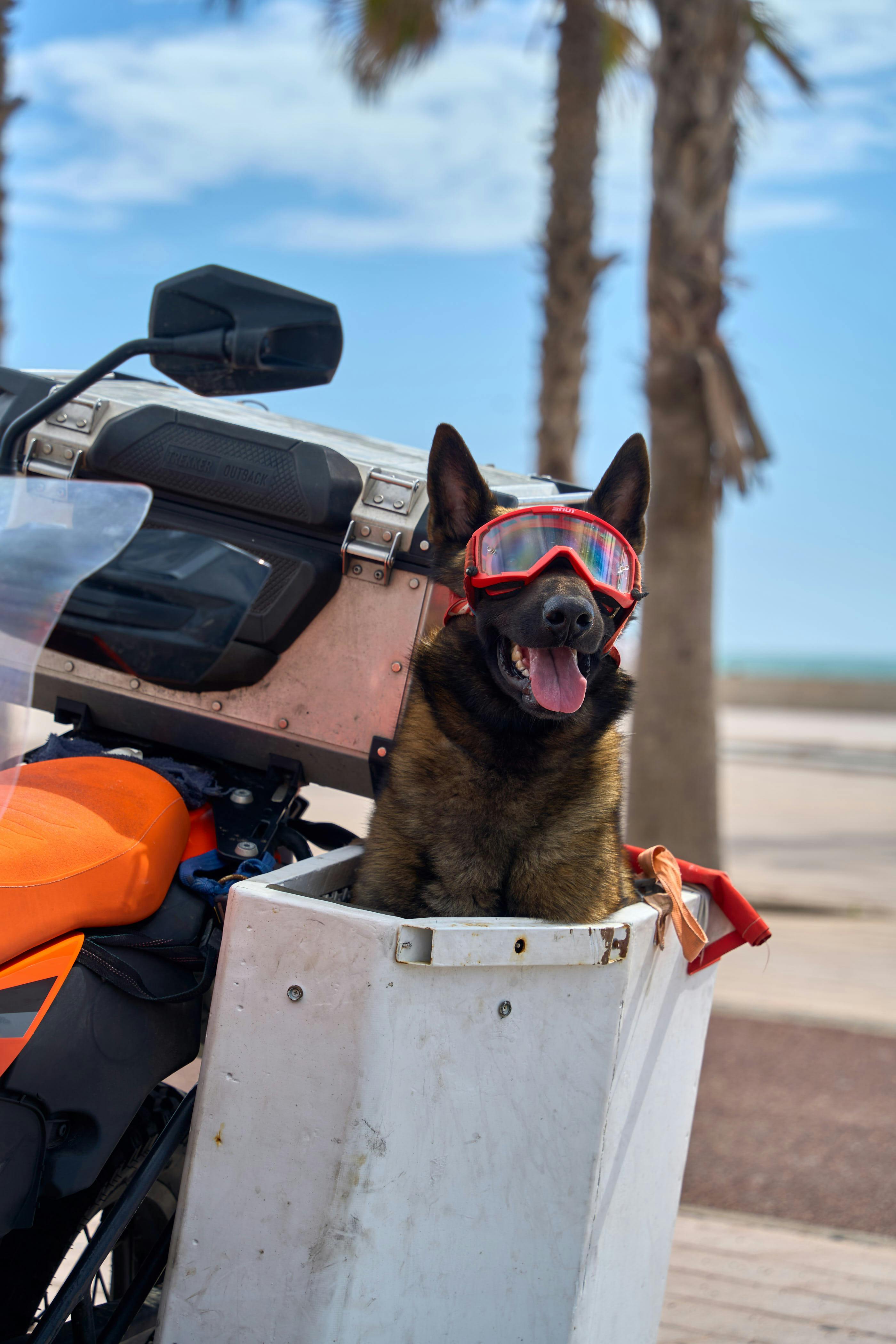Zadarmo Nemecký ovčiak v okuliaroch sedí v motocyklovom boxe na promenáde v Essaouire v Maroku. Fotka z fotobanky