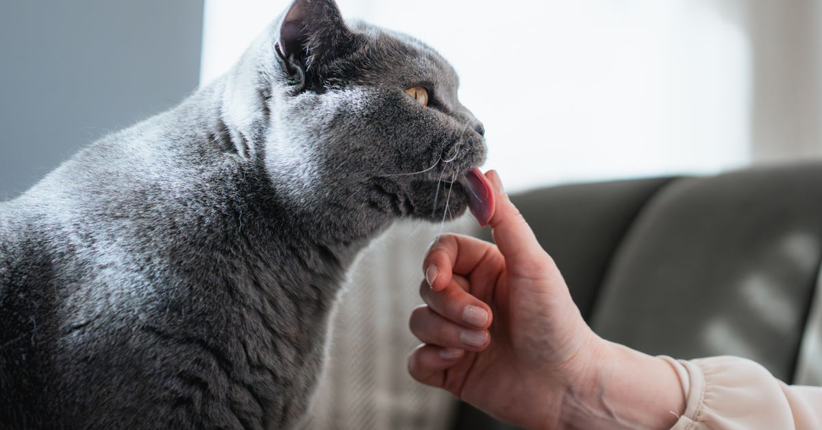 Um gato da raça British Shorthair lambendo o dedo de uma pessoa, demonstrando uma interação lúdica.
