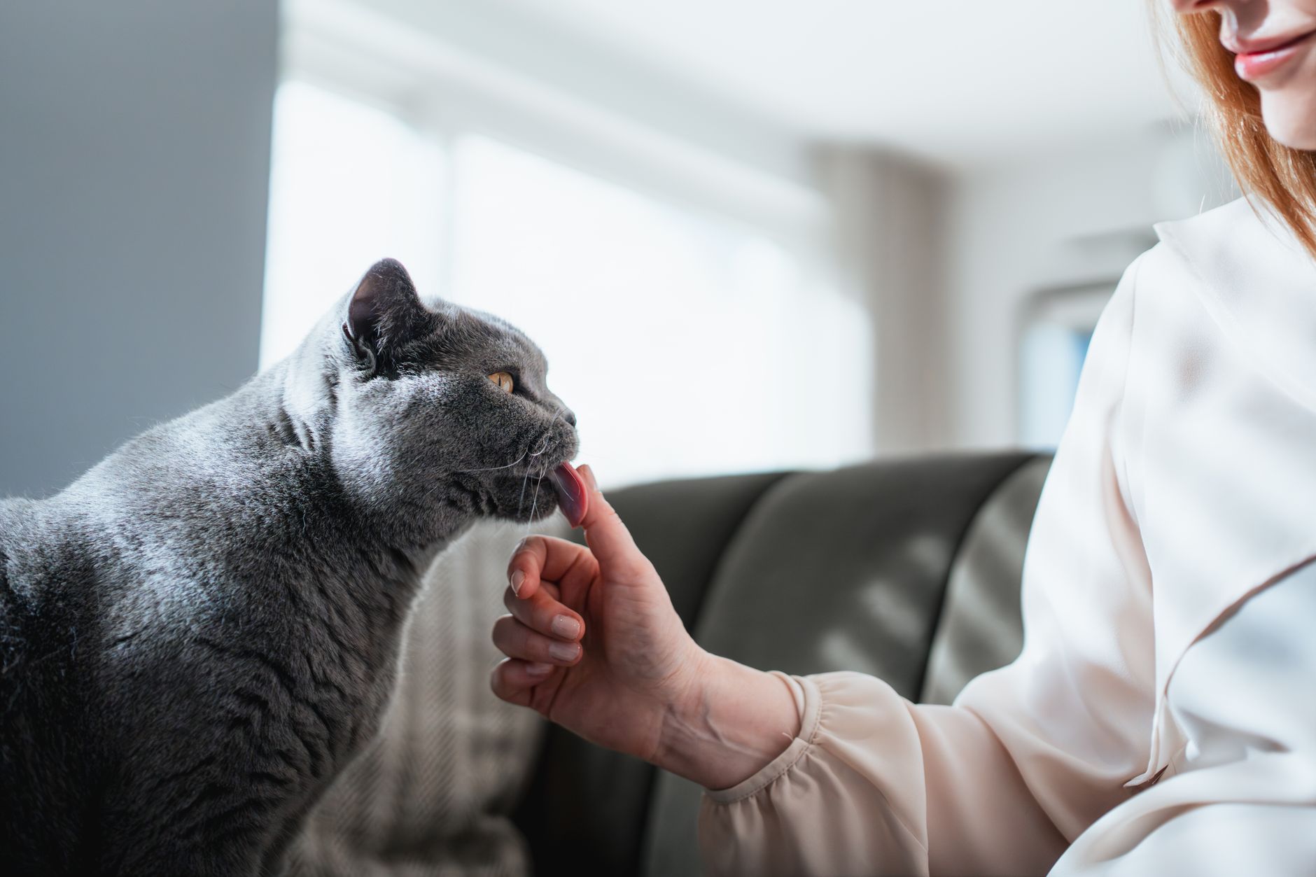 Veterinarian examining a cat during a checkup