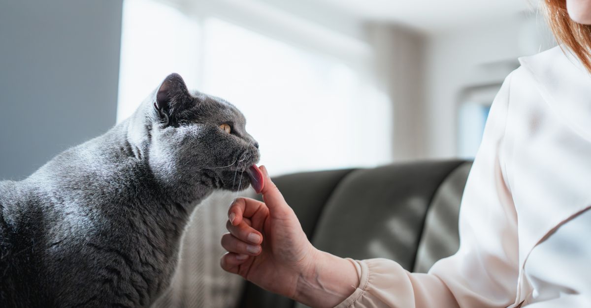 Understanding Pet Allergies and How to Manage Them