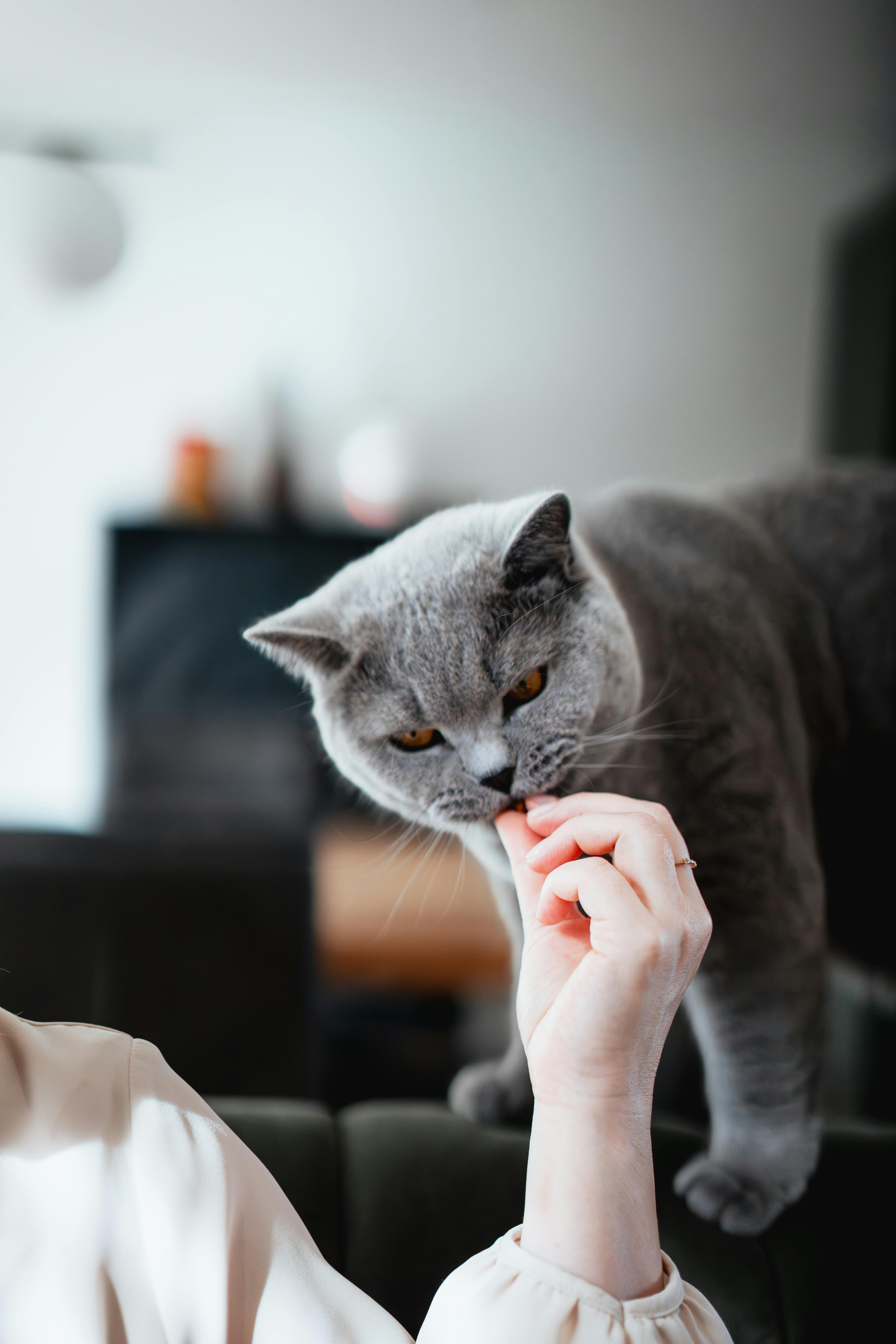 Miễn phí Chú mèo Anh lông ngắn đáng yêu đang tương tác với người trong nhà. Ảnh lưu trữ