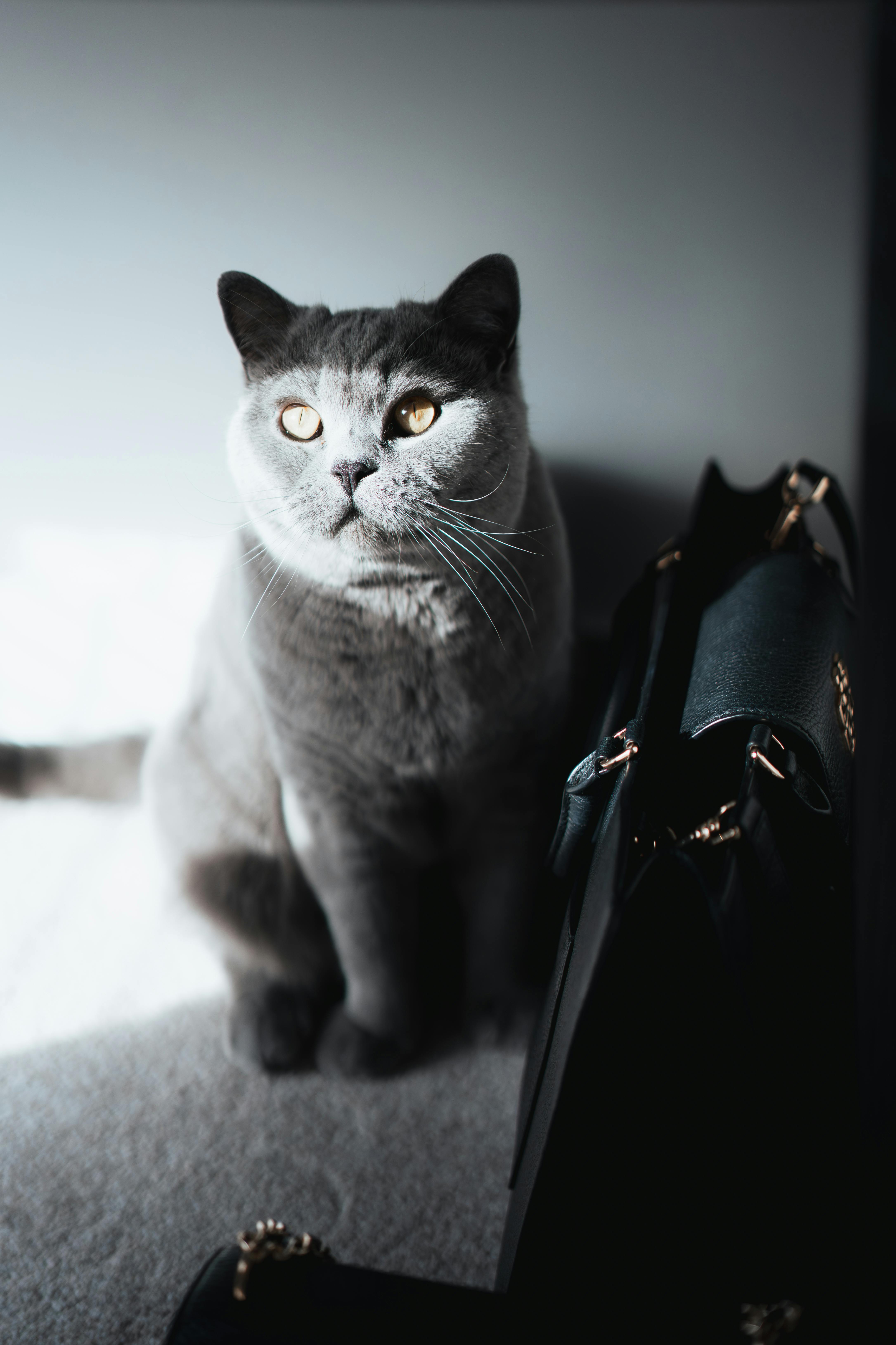 ingyenes Imádnivaló brit rövidszőrű macska ül a napfényben egy táska mellett, megörökítve a nyugalom pillanatát. Stockfotó