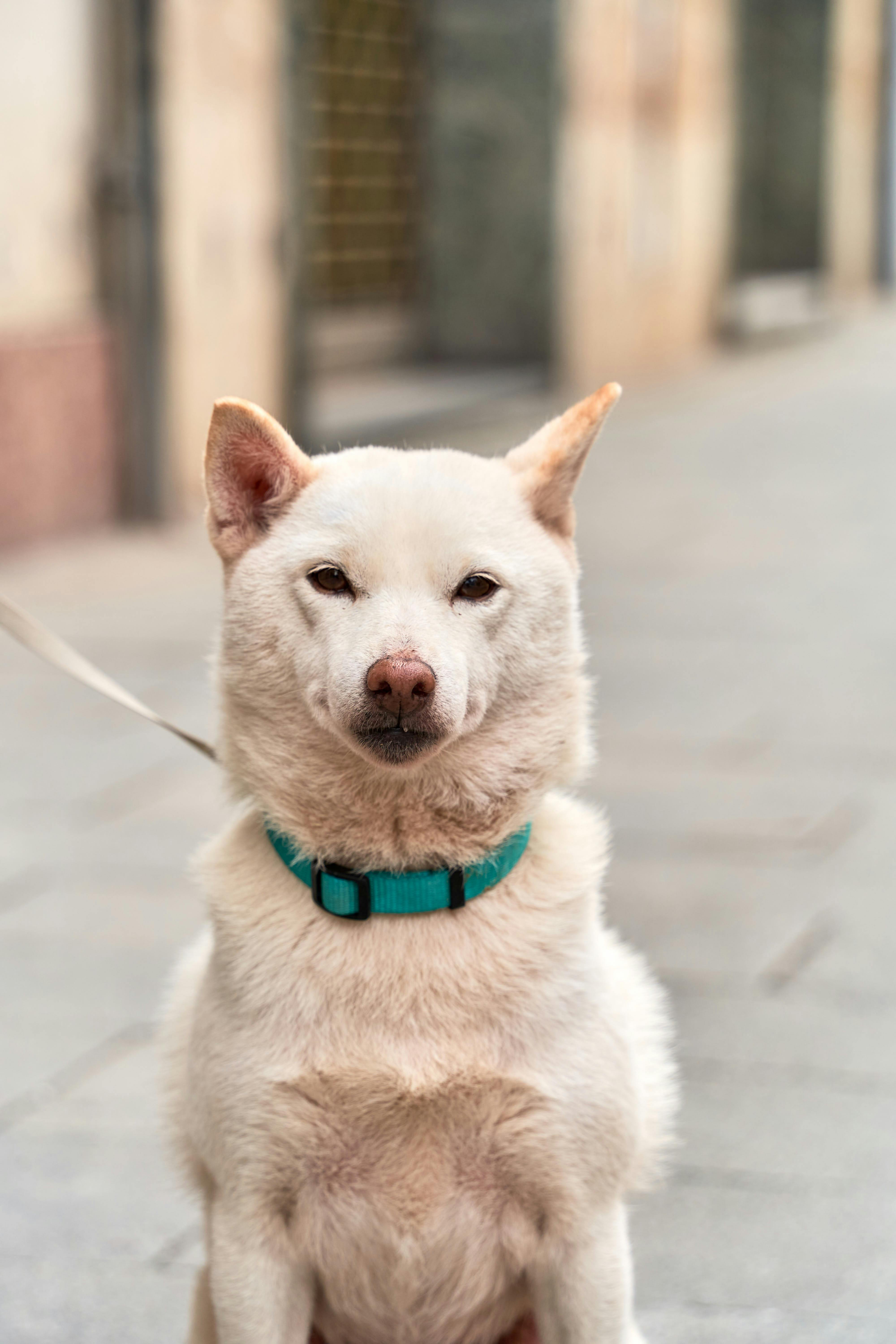 Ingyenes stockfotó akita, állat, állatgondozás témában Stockfotó