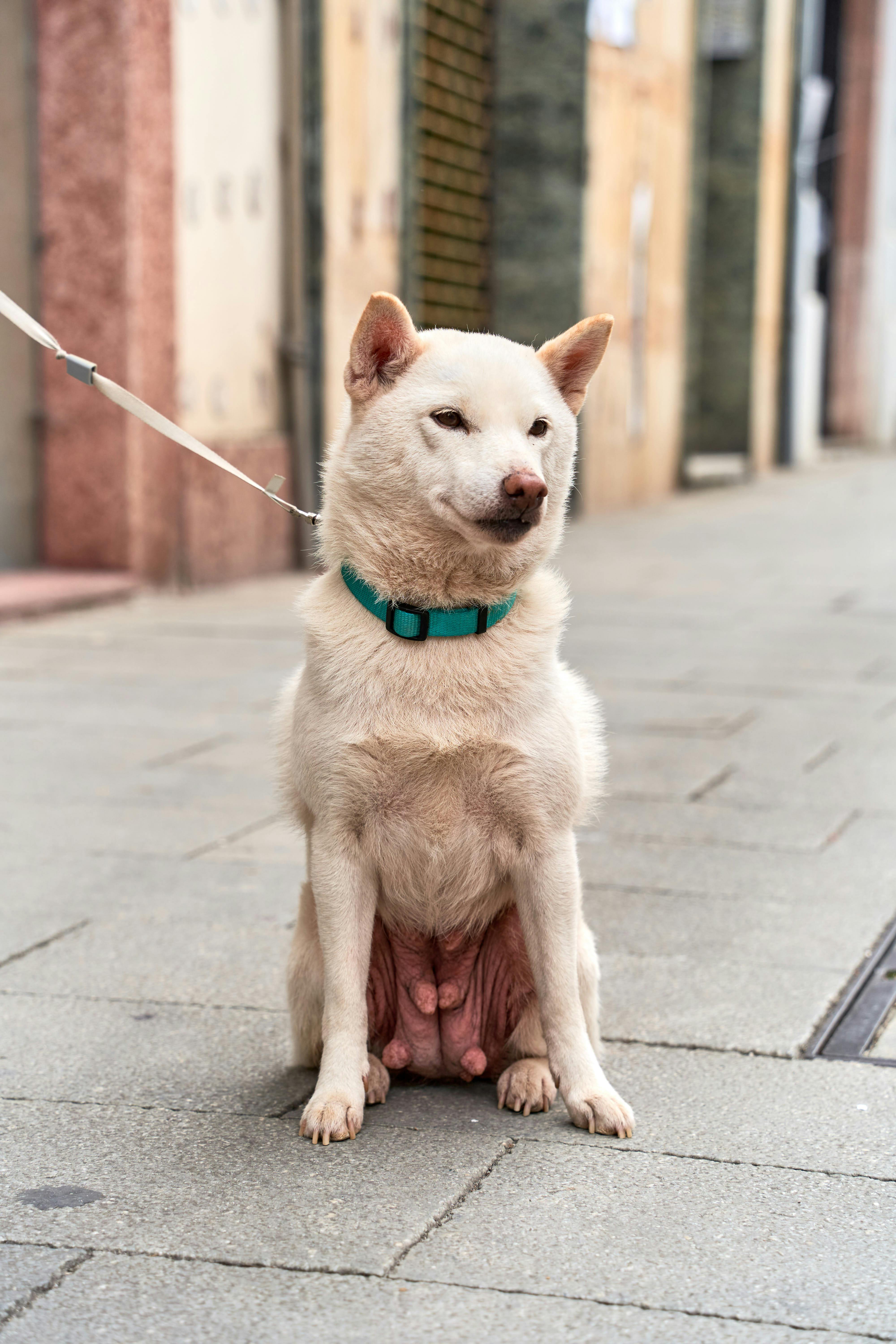 ingyenes Shiba Inu kutya pórázon ül egy utcán Ribadesellában, Spanyolországban. Nappali szabadban készült felvétel. Stockfotó