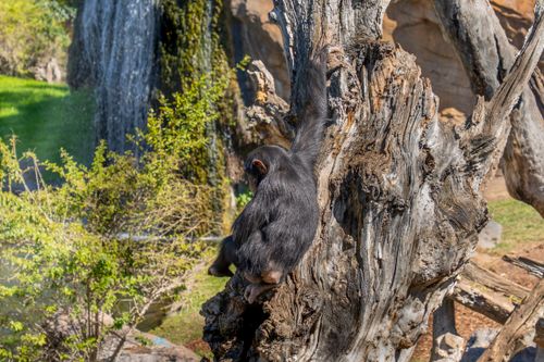 Free A chimpanzee climbing a tree trunk near a waterfall in a natural setting in Valencia, Spain. Stock Photo