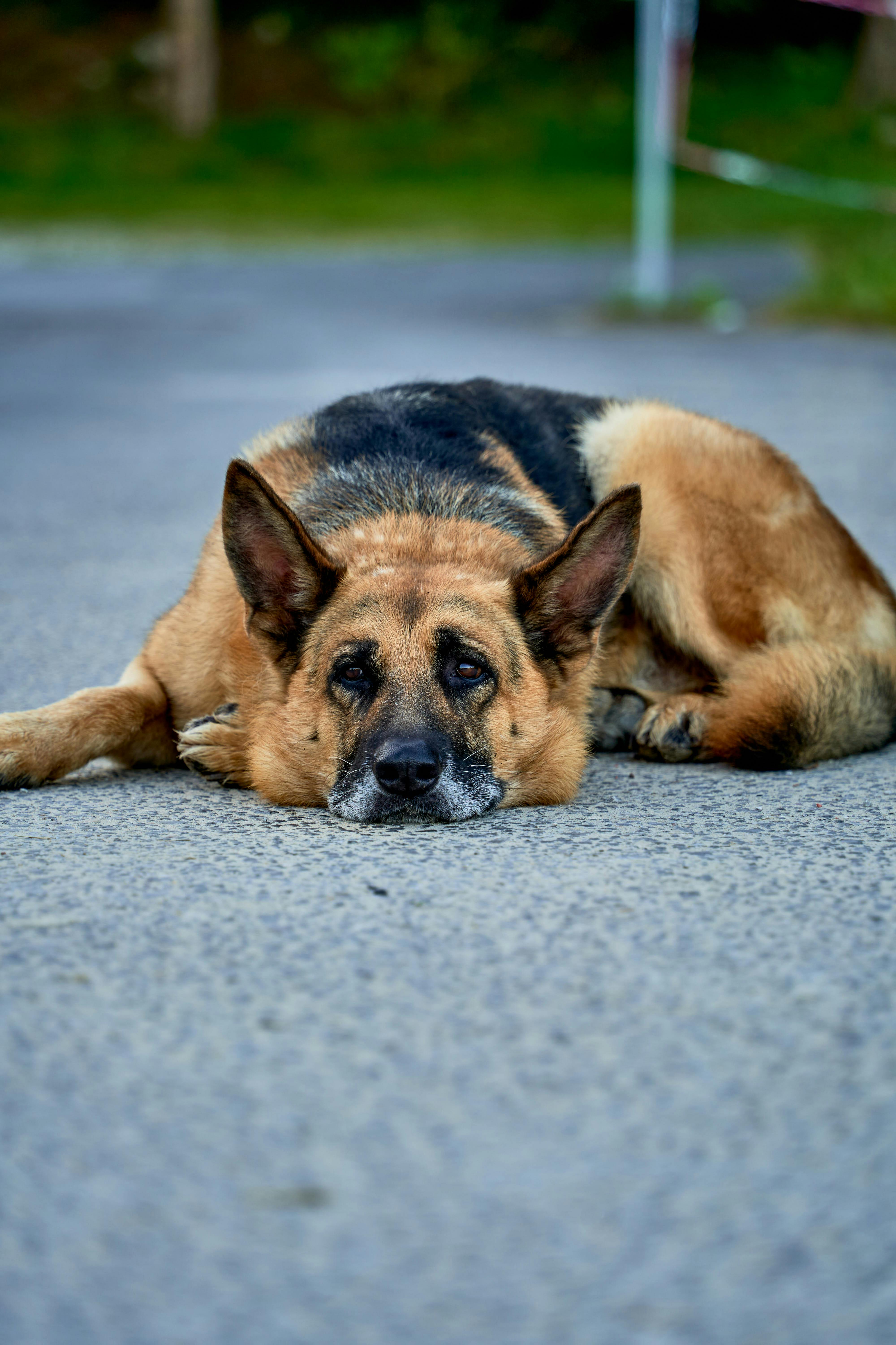 免费 一只德国牧羊犬在里瓦德塞拉的路上安静地休息，为人们带来大自然中宁静的片刻。 素材图片