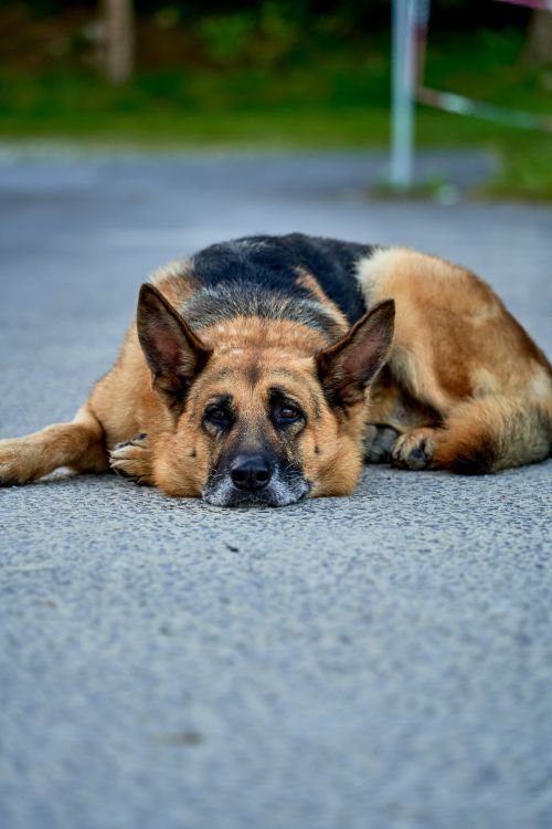 Free German Shepherd dog resting peacefully on the road in Ribadesella, offering a serene moment in nature. Stock Photo