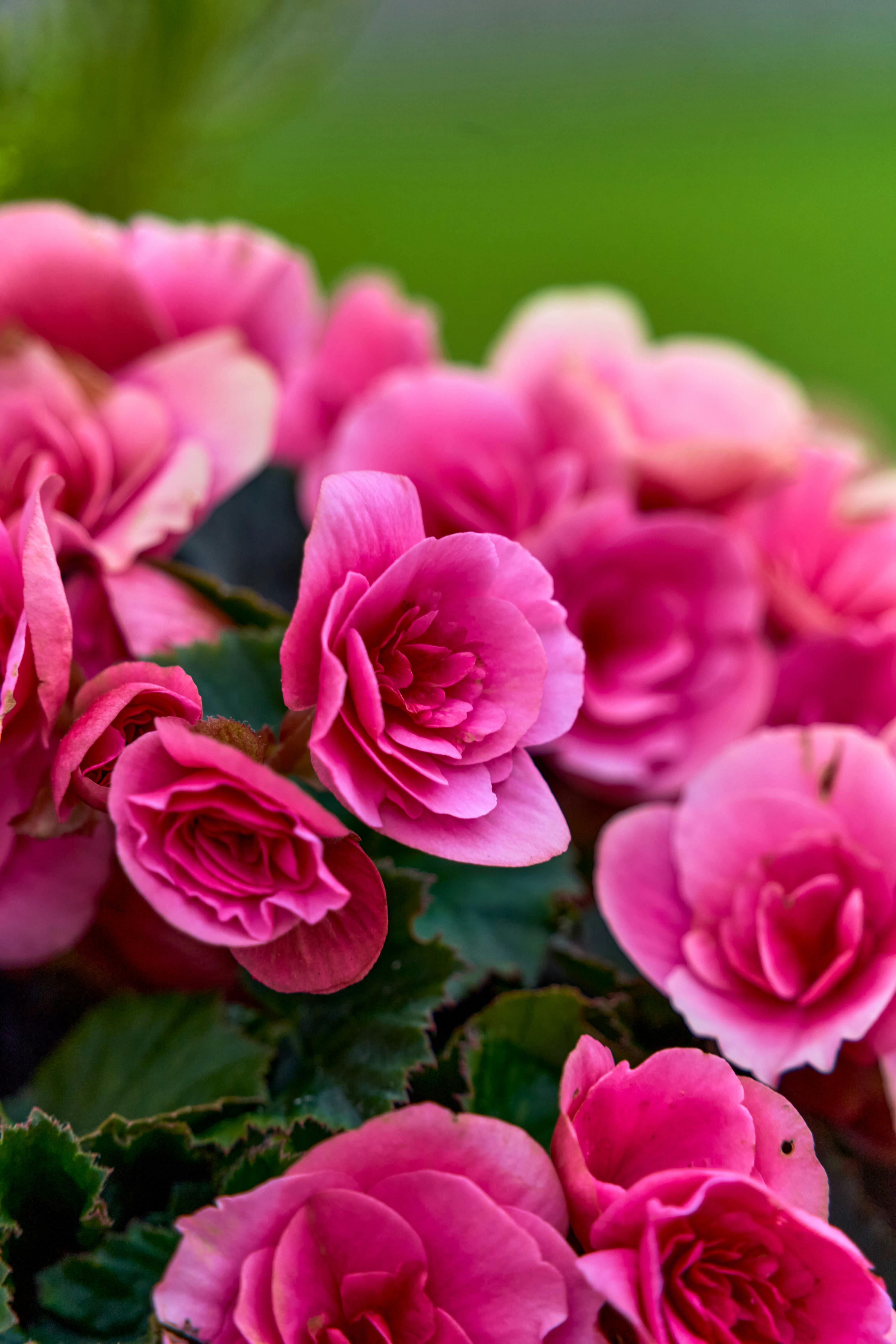 Zadarmo Detailný záber na žiarivo ružové kvety begónie kvitnúce vonku v Ribadeselle v Španielsku. Fotka z fotobanky