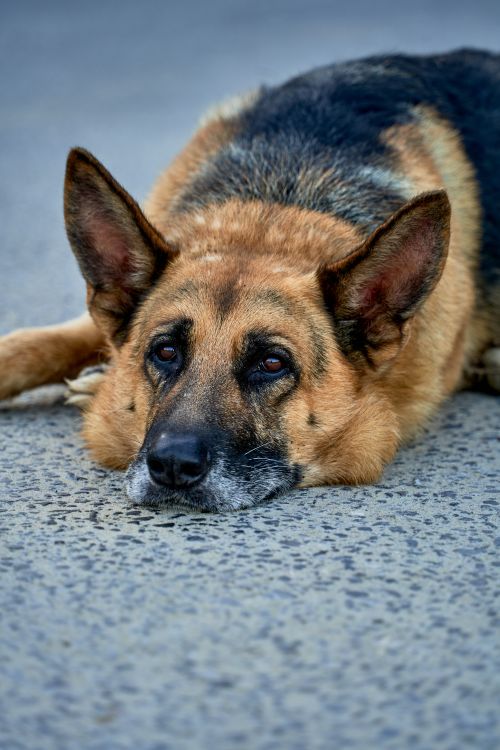 Free A German Shepherd rests on a grey pavement in Ribadesella, Spain. Stock Photo