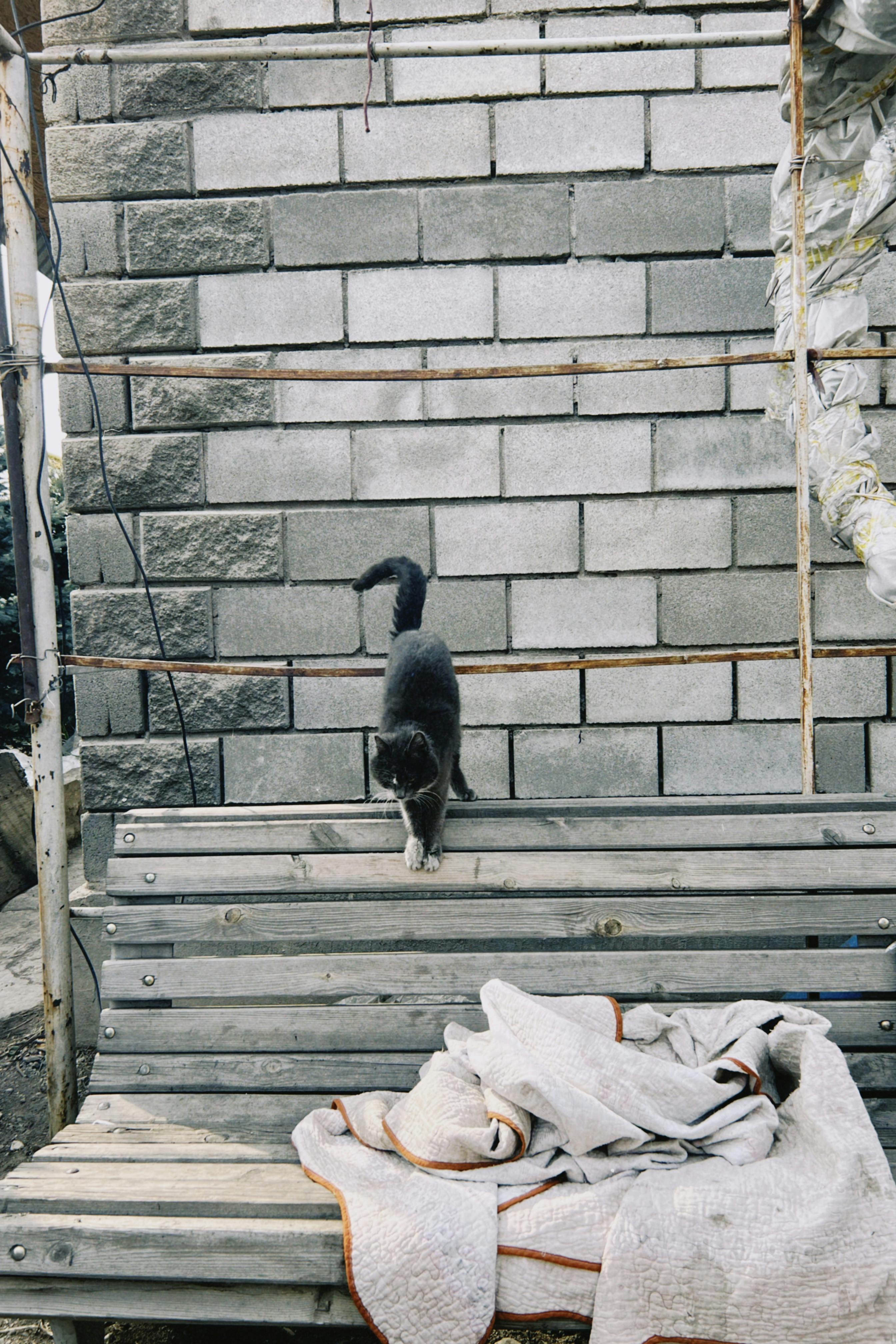 Zadarmo Očarujúca sivá mačka kráčajúca vonku na rustikálnej drevenej lavičke na pozadí tehlovej steny. Fotka z fotobanky