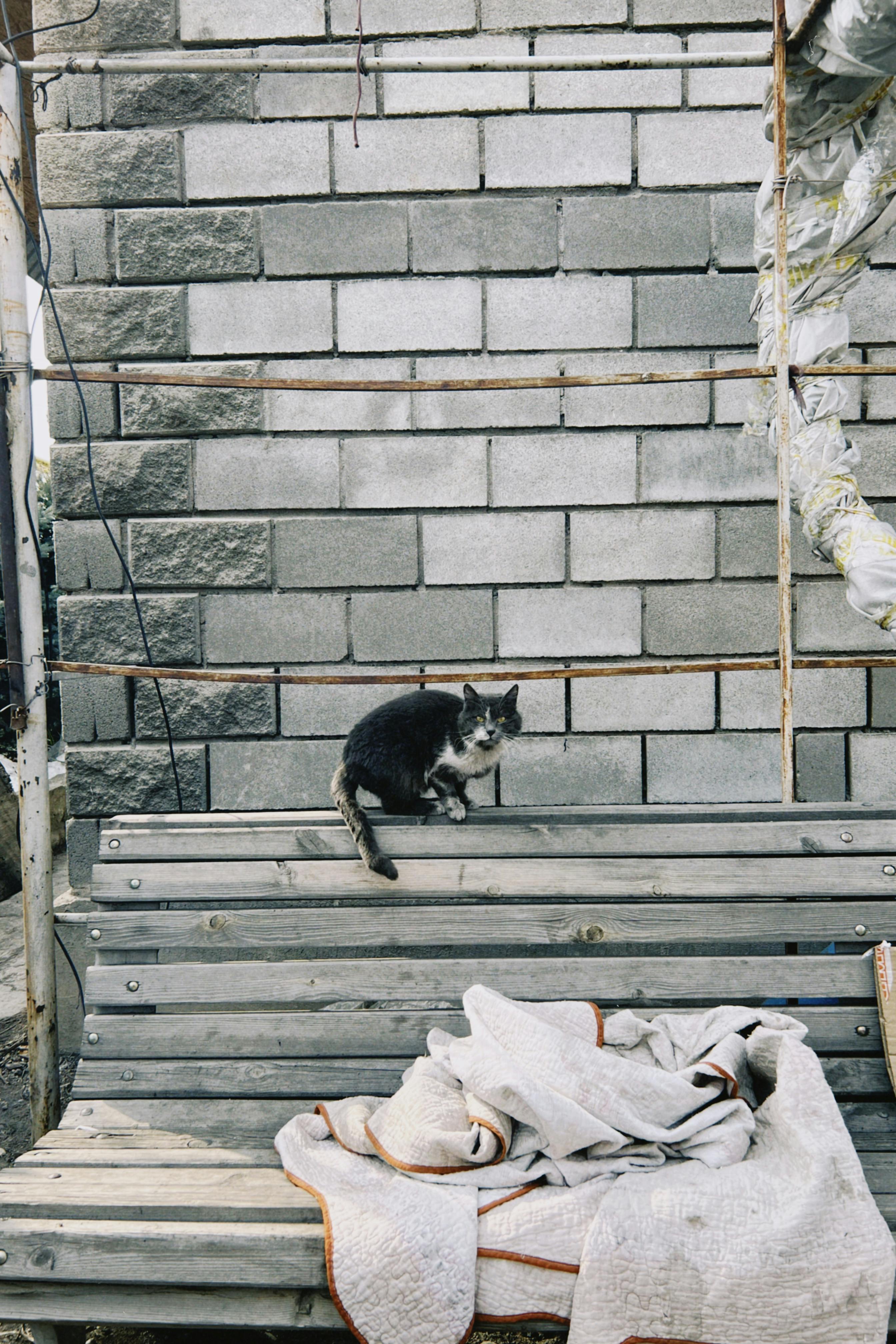 Безкоштовне Бездомний кіт сидить на дерев'яній лавці біля сірої цегляної стіни, створюючи настрій самотності. стокове фото