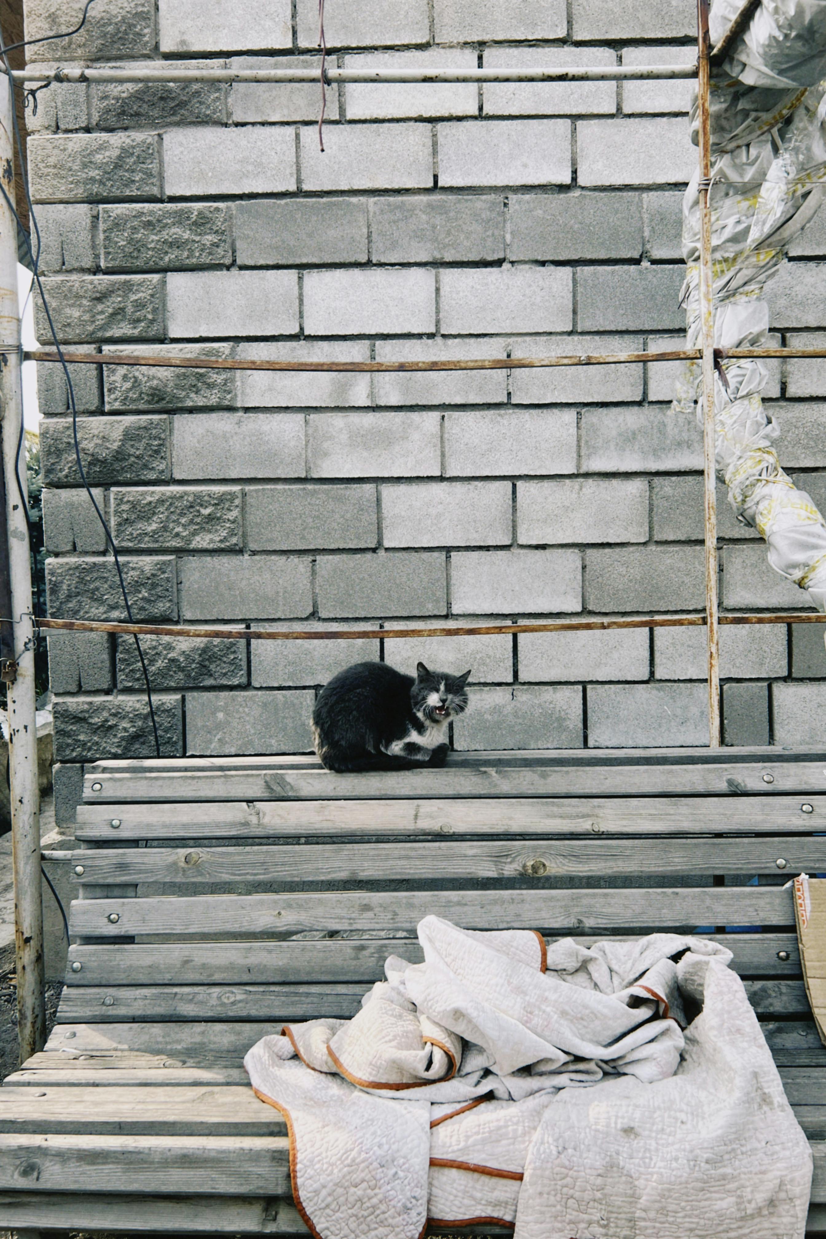 ingyenes Egy utcai macska ül egy fapadon egy téglafalnak támaszkodva Talgarban, Kazahsztánban. Stockfotó