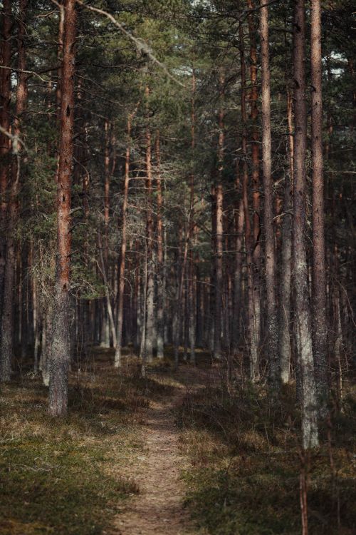 Free A tranquil forest trail surrounded by towering pine trees during daytime. Stock Photo