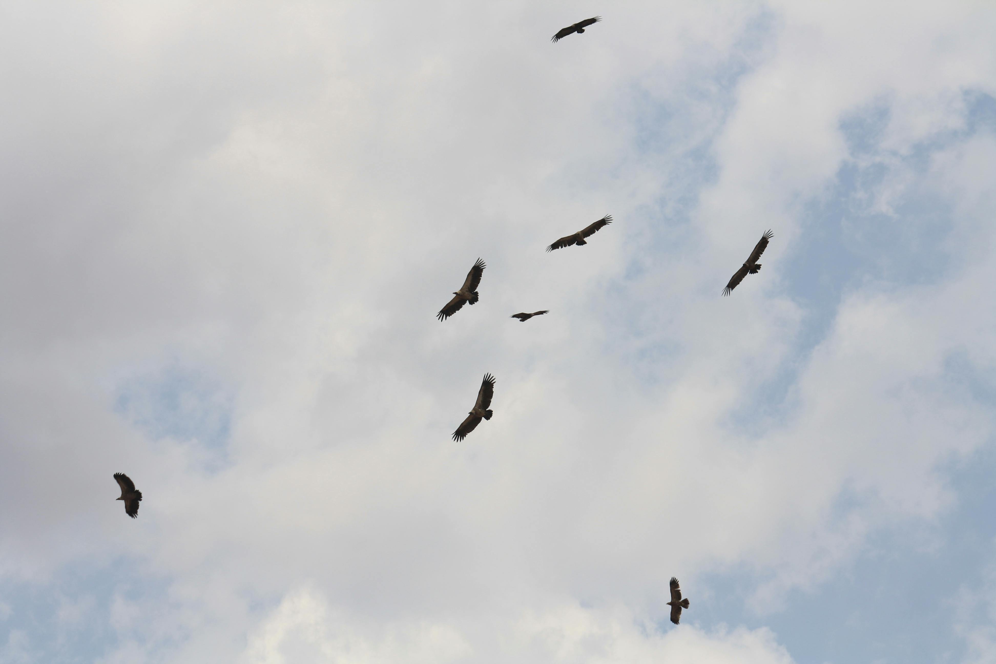 免费 一群秃鹫在阴云密布的天空中高飞，这是白天拍摄的照片。 素材图片