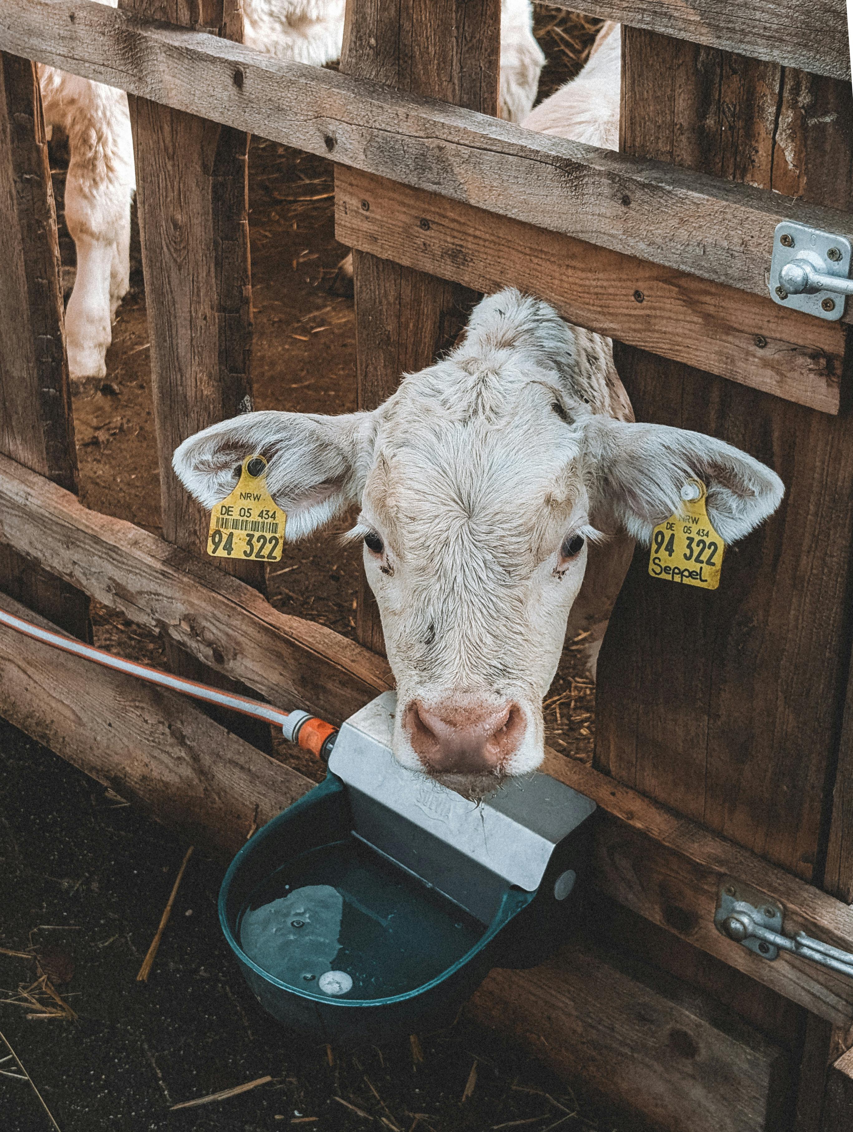 免費 一頭戴著耳標的小牛犢在奧爾佩的牛棚裡從水槽裡喝水。 圖庫相片
