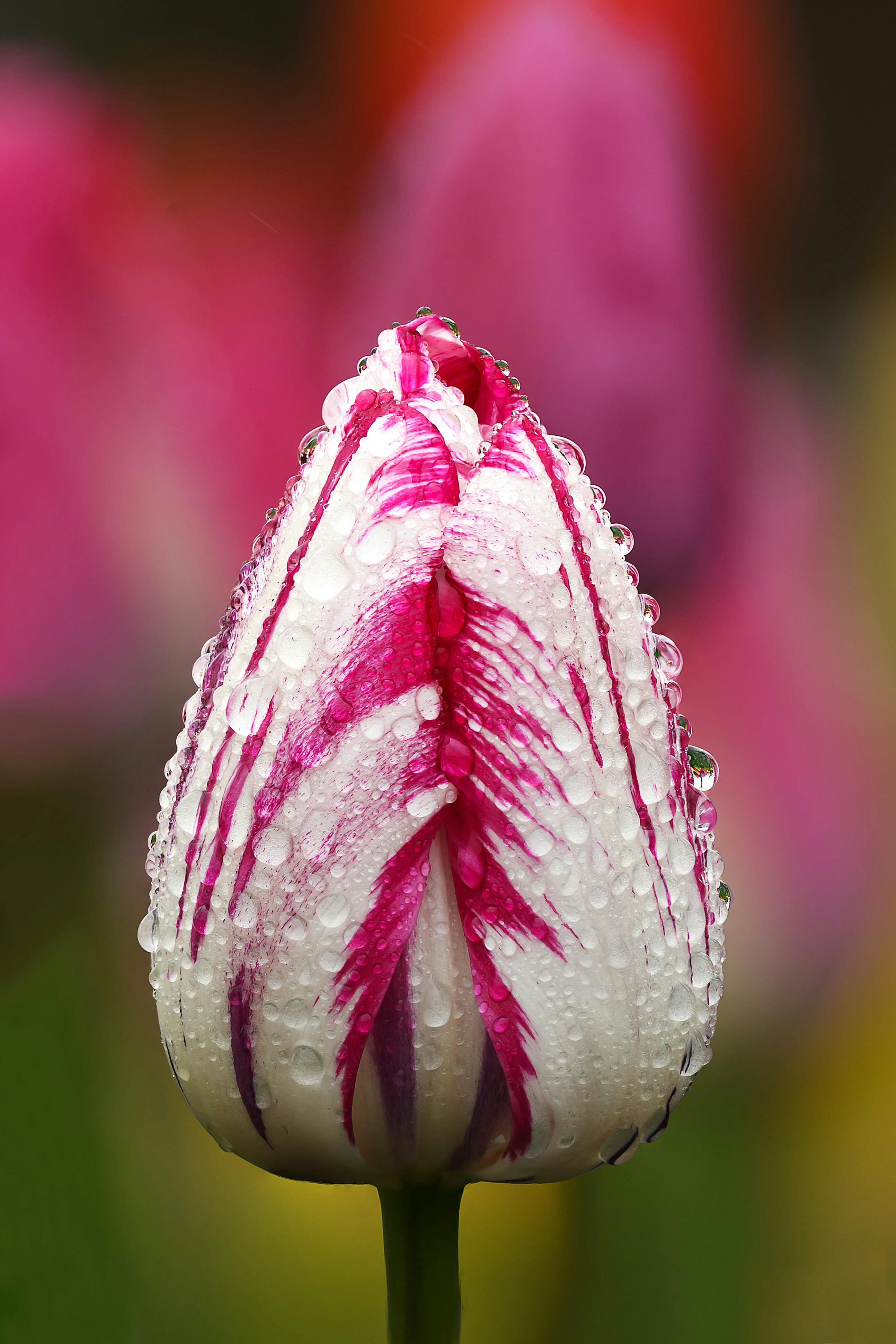 ฟรี ภาพระยะใกล้ของดอกทิวลิปสีชมพูและขาวที่มีน้ำค้างเกาะ แสดงให้เห็นถึงความงามของธรรมชาติ คลังภาพถ่าย