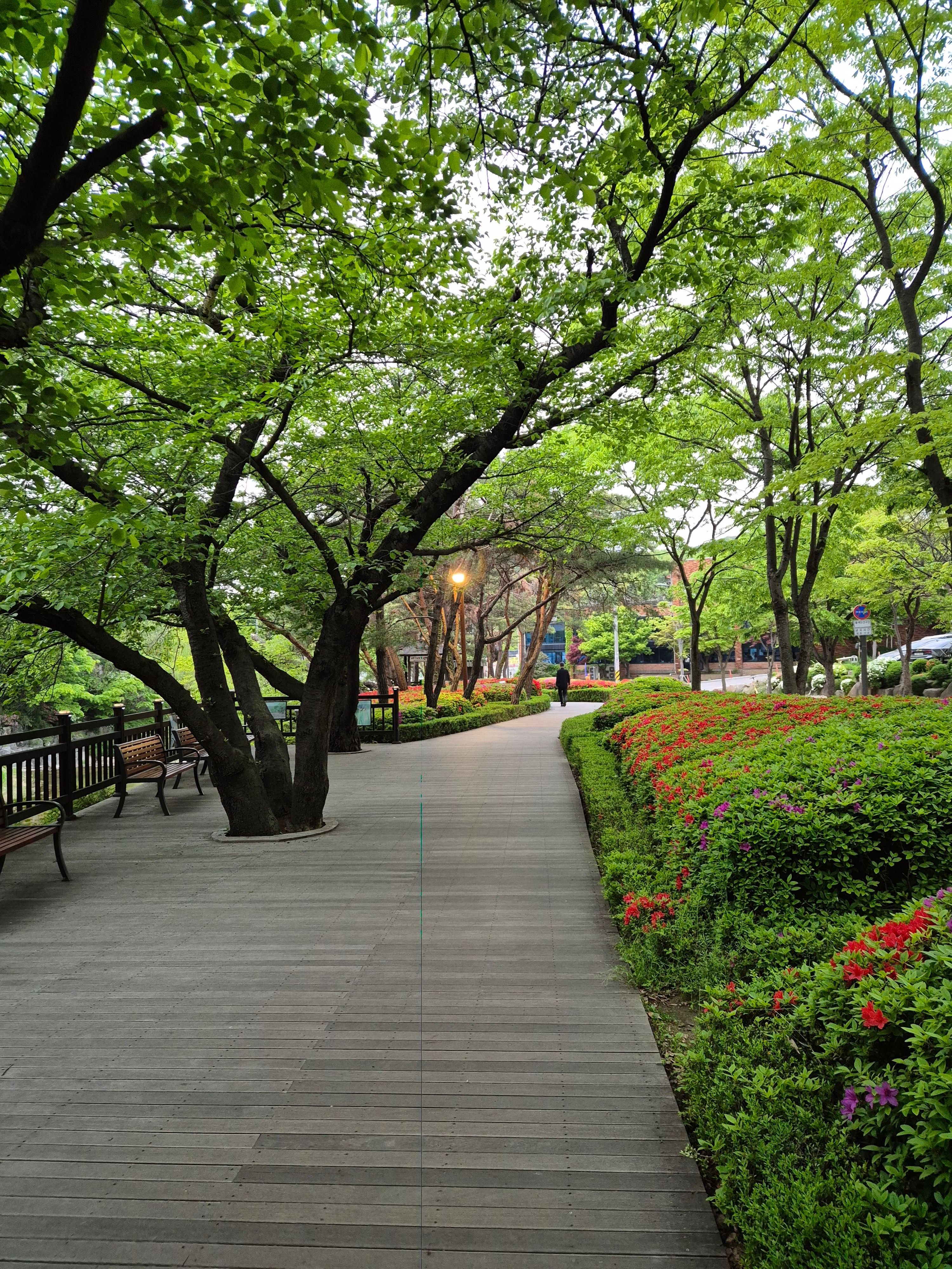 Tranquil park path in spring, lined with lush greenery and vibrant flowers in Anyang-si.