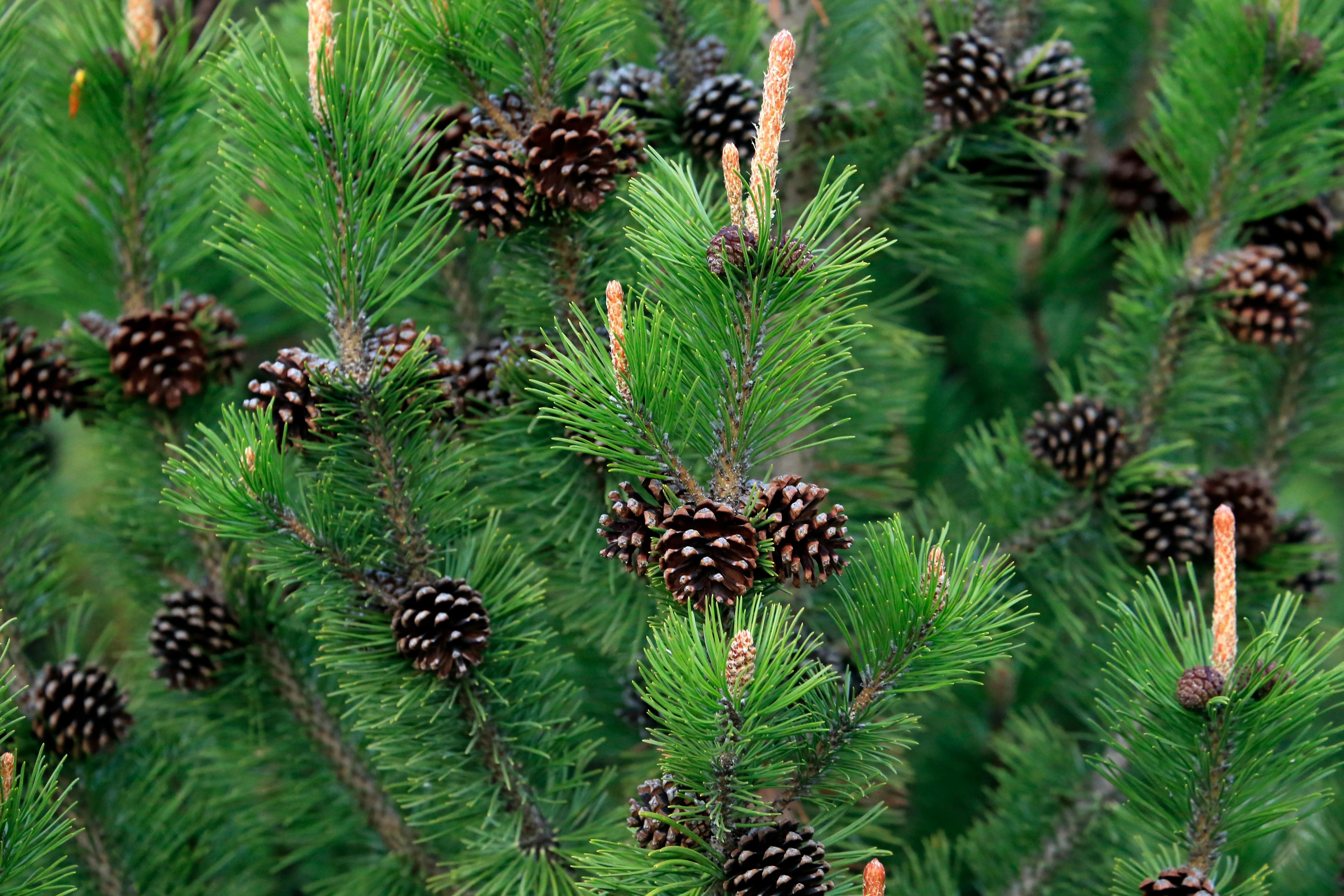ฟรี ต้นสนสีเขียวสดใสพร้อมลูกสนในสภาพแวดล้อมกลางแจ้งที่เป็นธรรมชาติ คลังภาพถ่าย