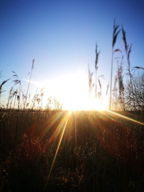 Free stock photo of beautiful sunset, evening sun, golden sun