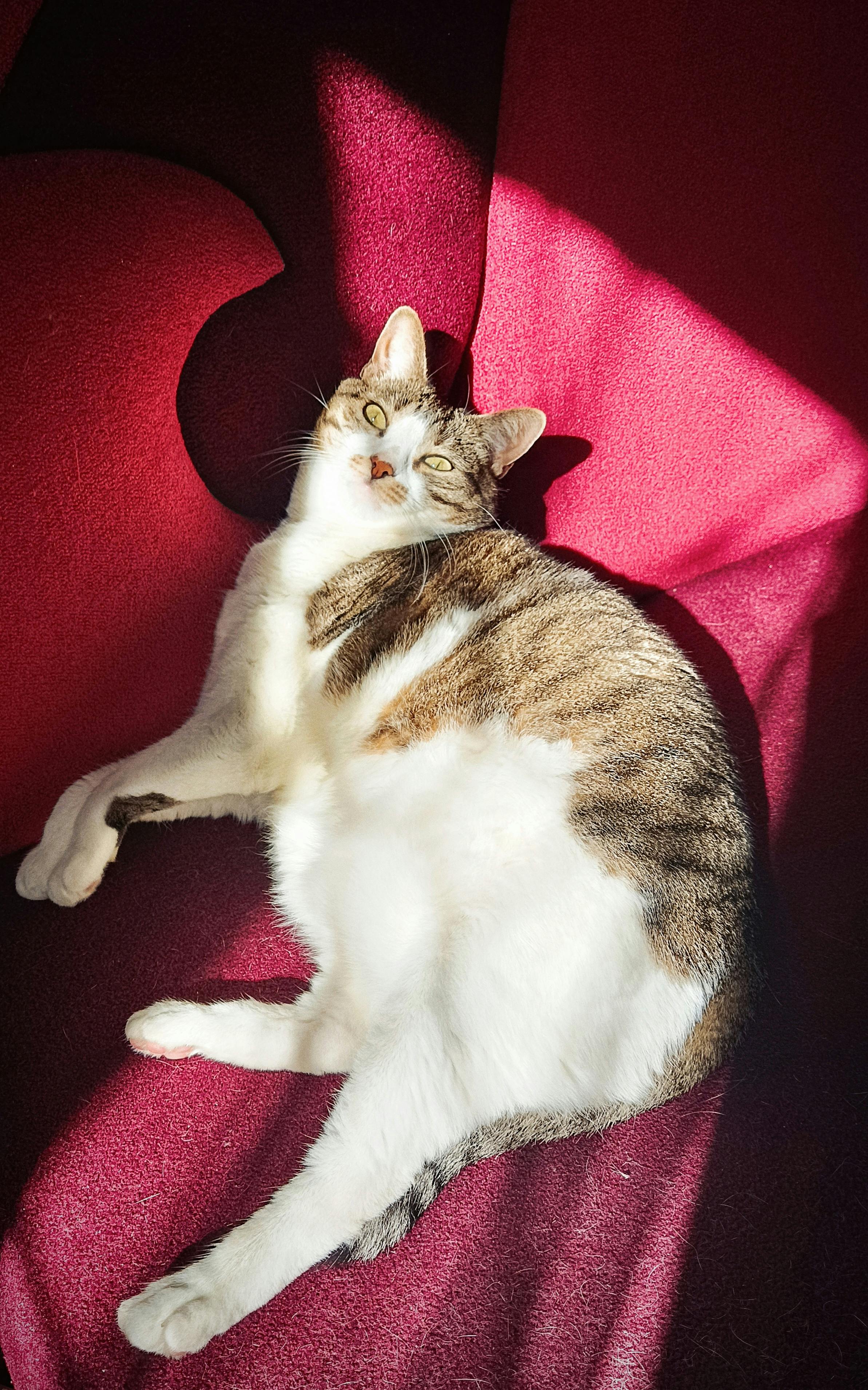 免费 一只慵懒的猫咪在红色沙发上享受着阳光的温暖，捕捉到了宁静的瞬间。 素材图片