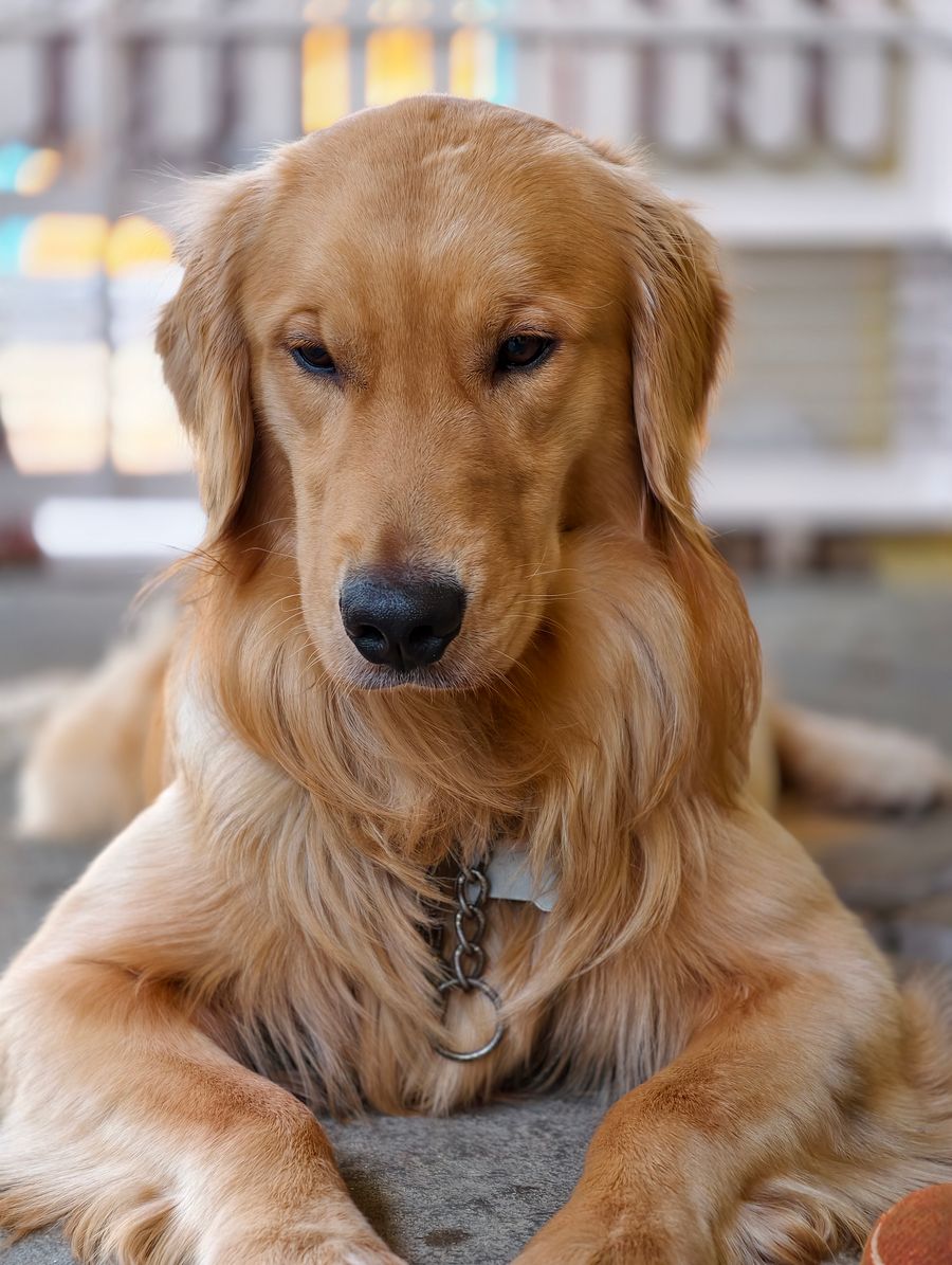 Foto de perro perdido