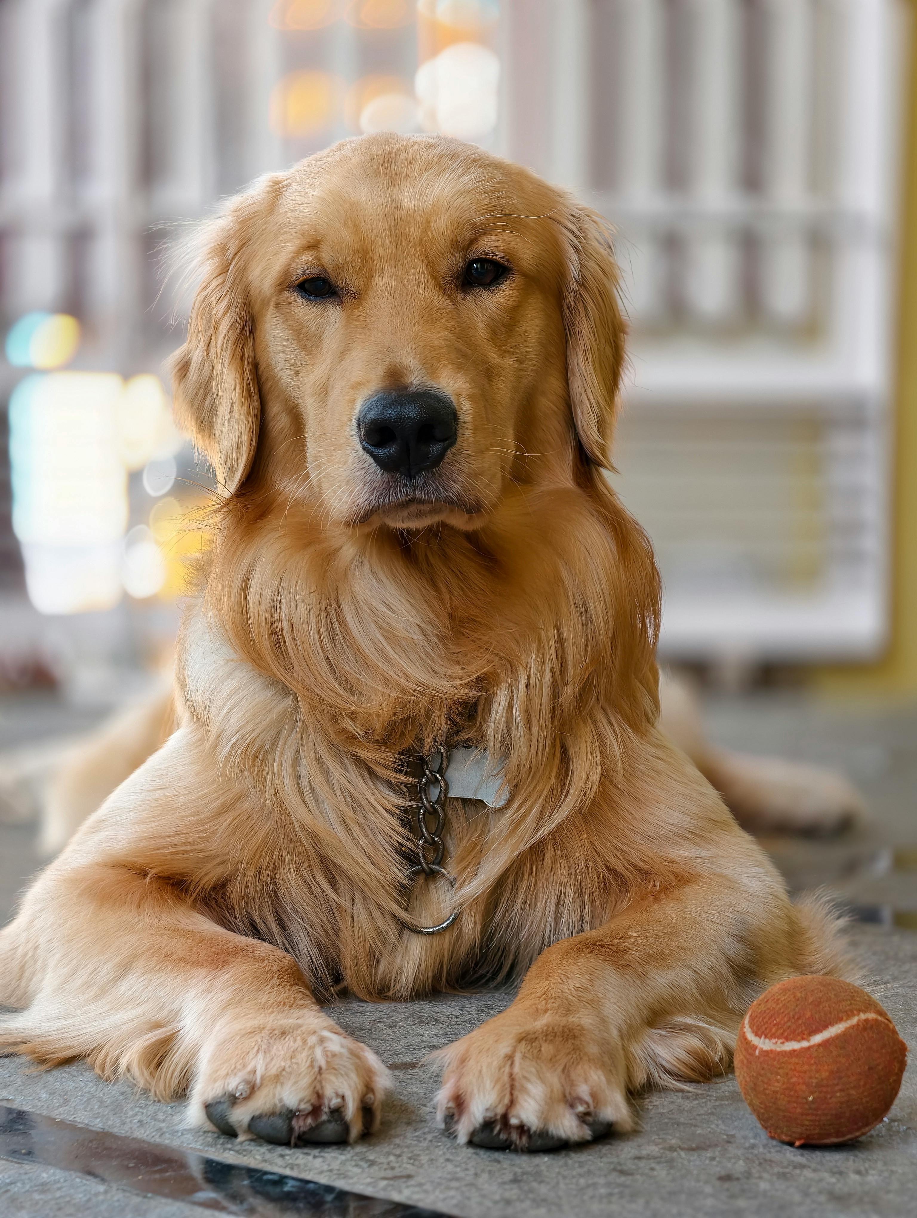 免费 金毛寻回犬在室内休息，手里拿着一个网球，表现出平静友好的姿态。 素材图片