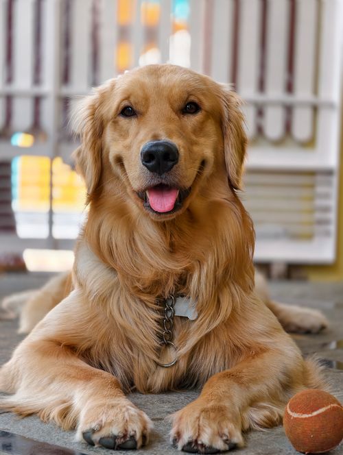 Free A playful golden retriever dog relaxing indoors with a ball. Perfect for pet lovers. Stock Photo
