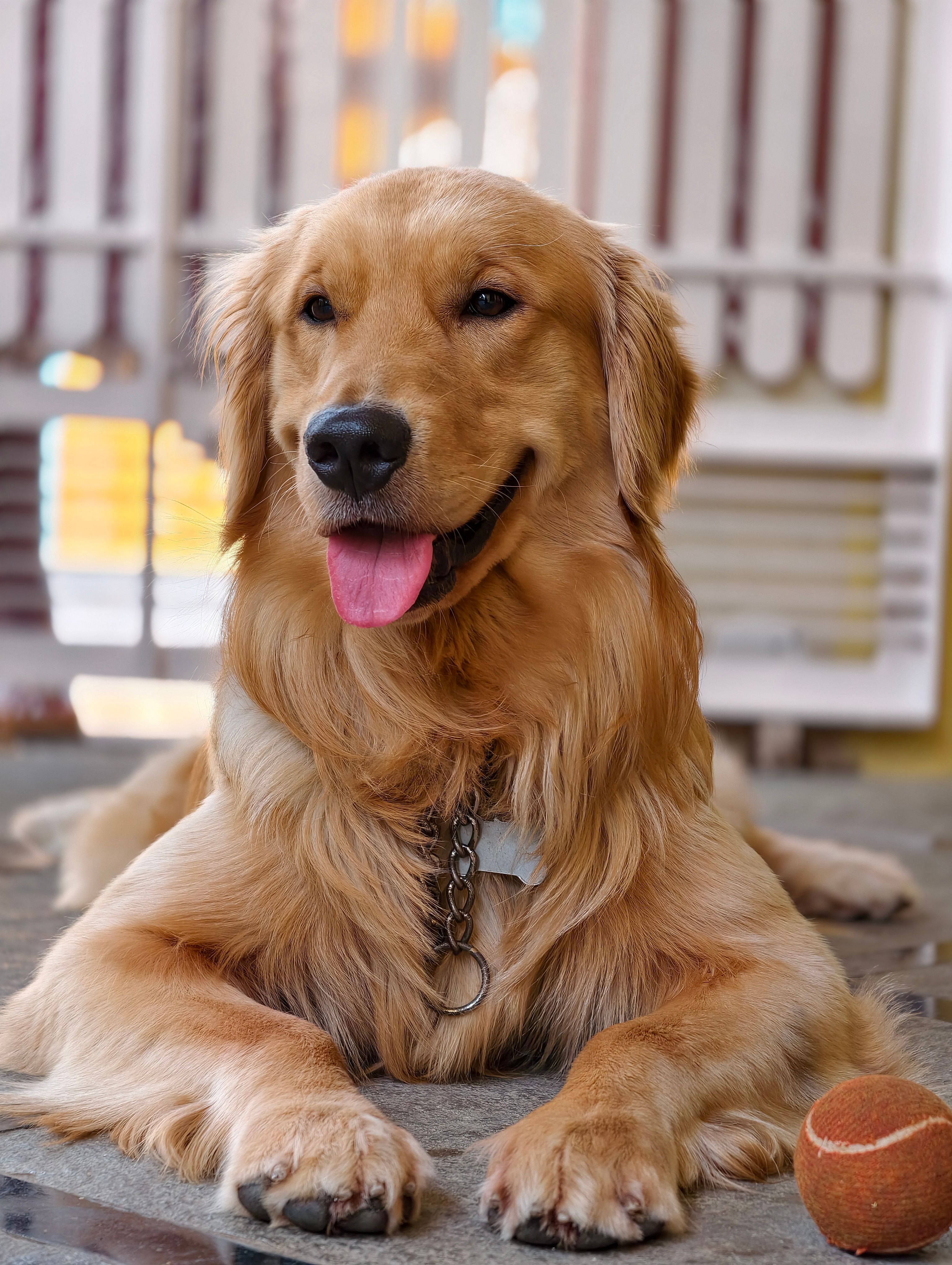 Golden Retriever Lying Down · Free Stock Photo