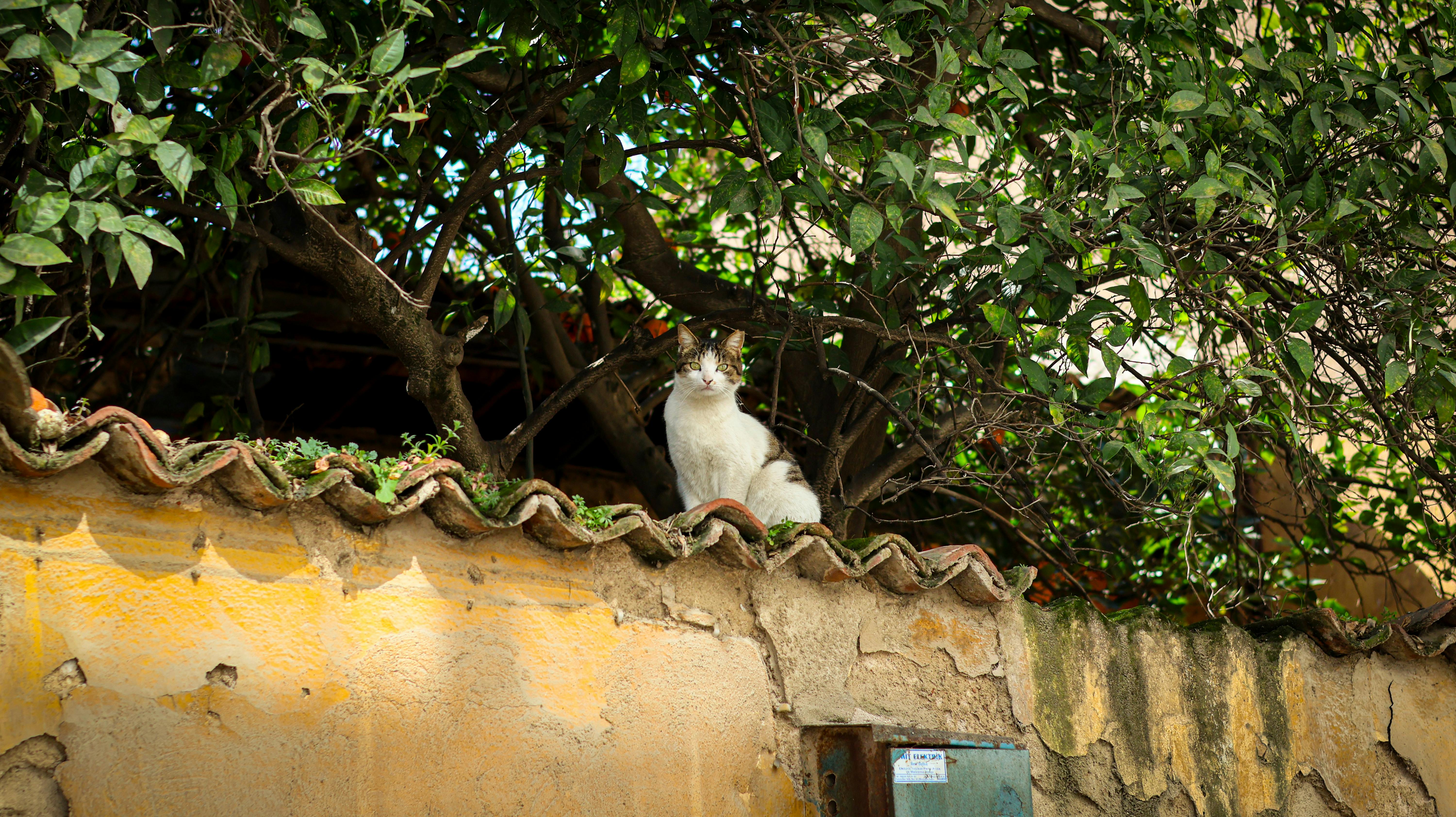 ingyenes Imádnivaló macska ül egy rusztikus fal tetején, lombos zöld növényzet között egy napsütéses napon. Stockfotó