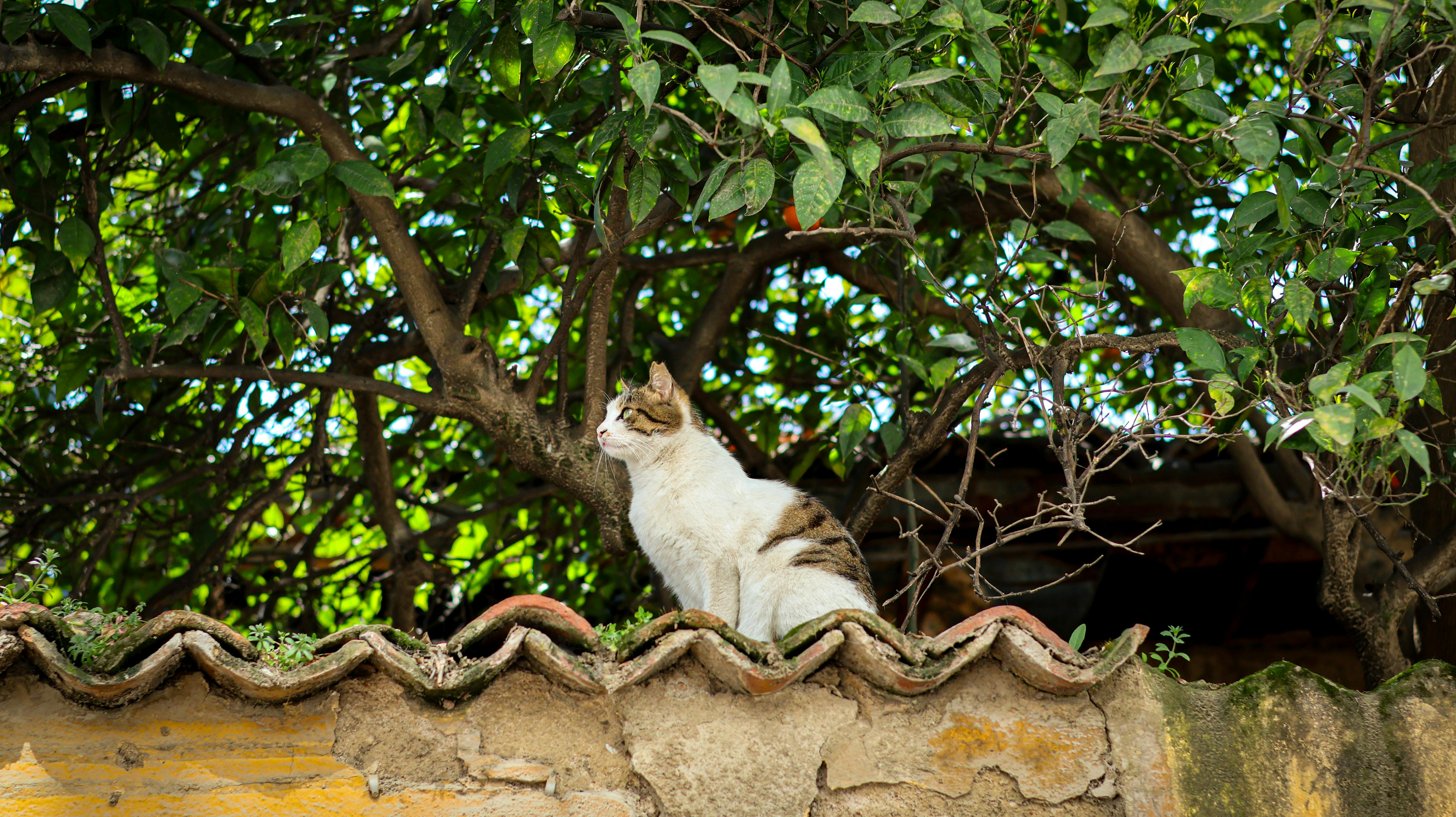 Безкоштовне Спокійна сцена з кішкою, що сидить на кам'яній стіні під пишними зеленими гілками дерев. стокове фото