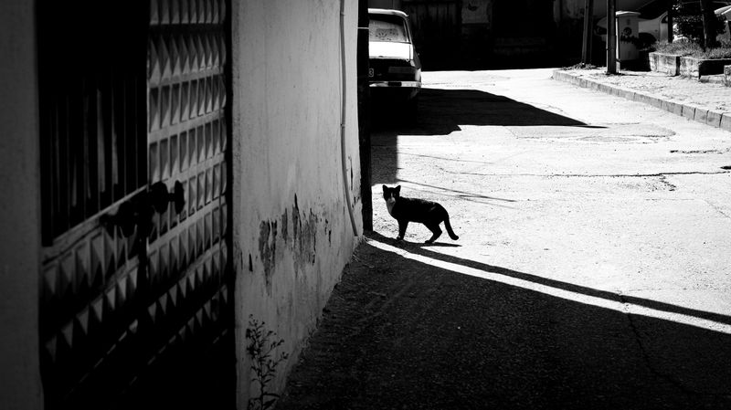 A Black Cat Walking · Free Stock Photo