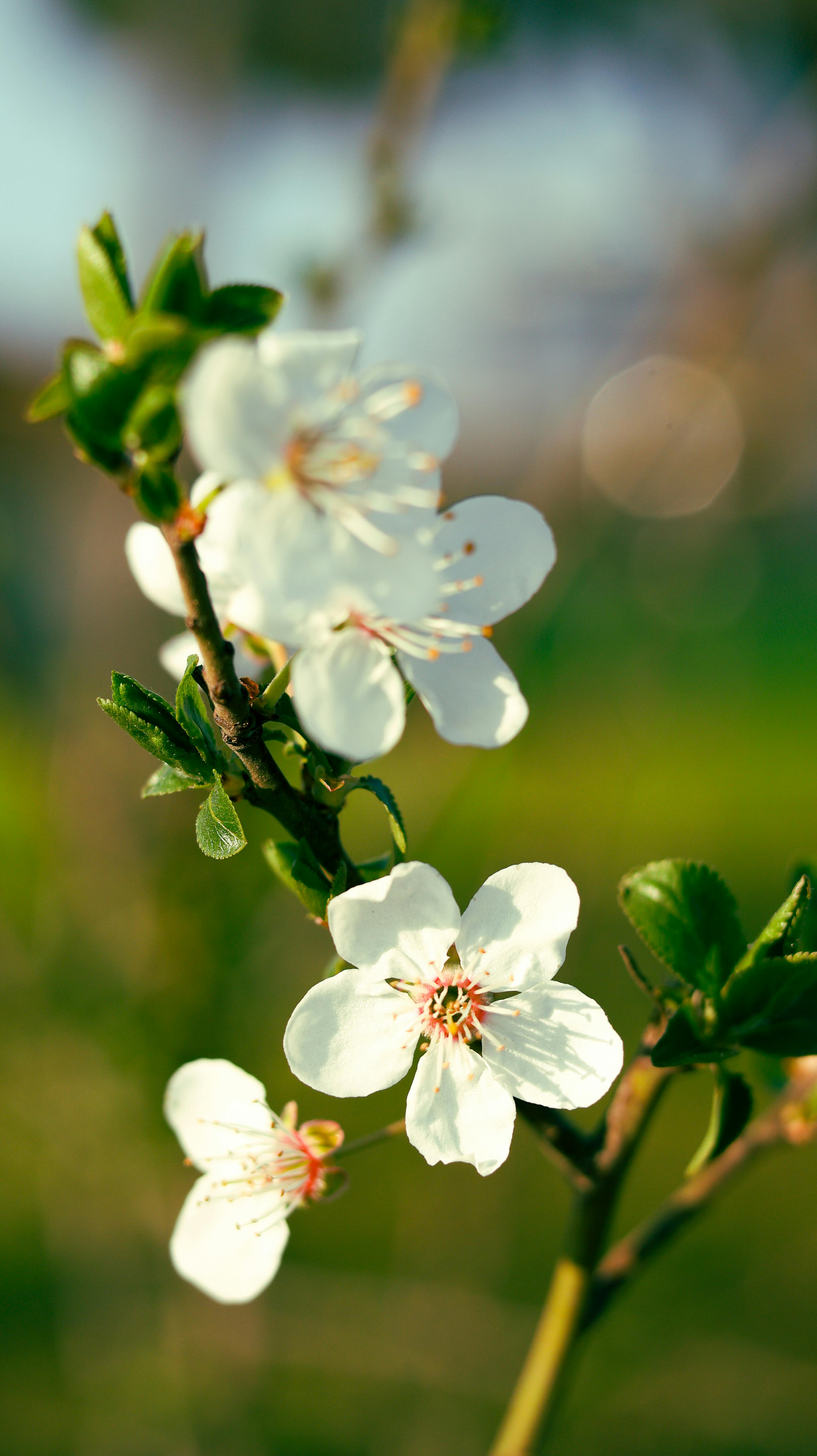 Miễn phí Ảnh cận cảnh những bông hoa trắng mỏng manh trên cành cây, tượng trưng cho sự xuất hiện và đổi mới của mùa xuân. Ảnh lưu trữ