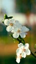 Close-up of Cherry Blossom in Spring Sunlight