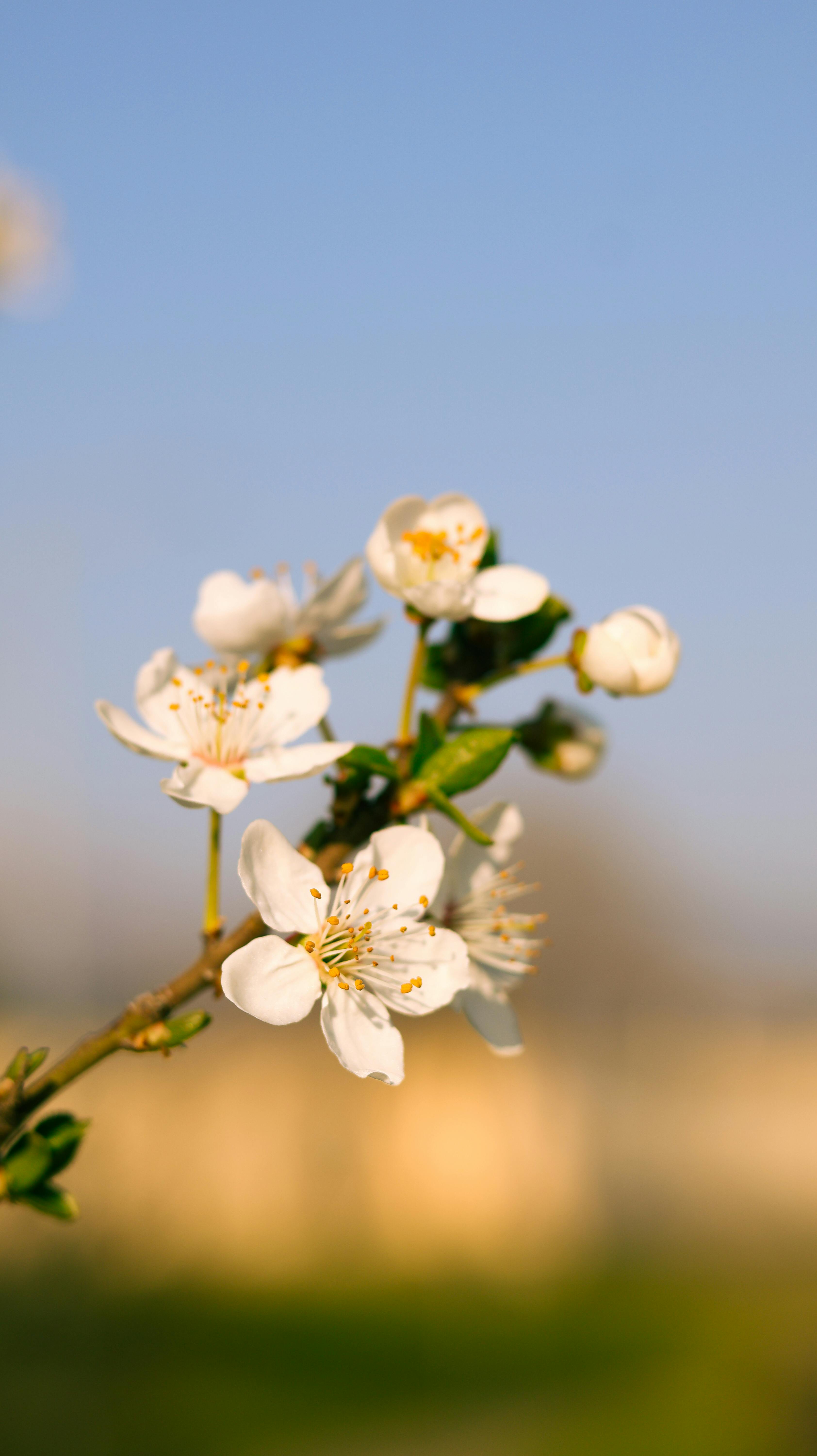 Close-up of Spring Cherry Blossom Flowers